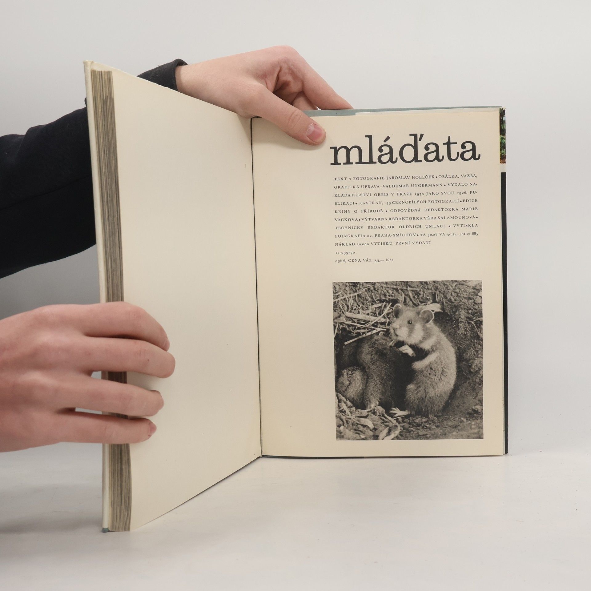 Jaroslav Holeček Mláďata