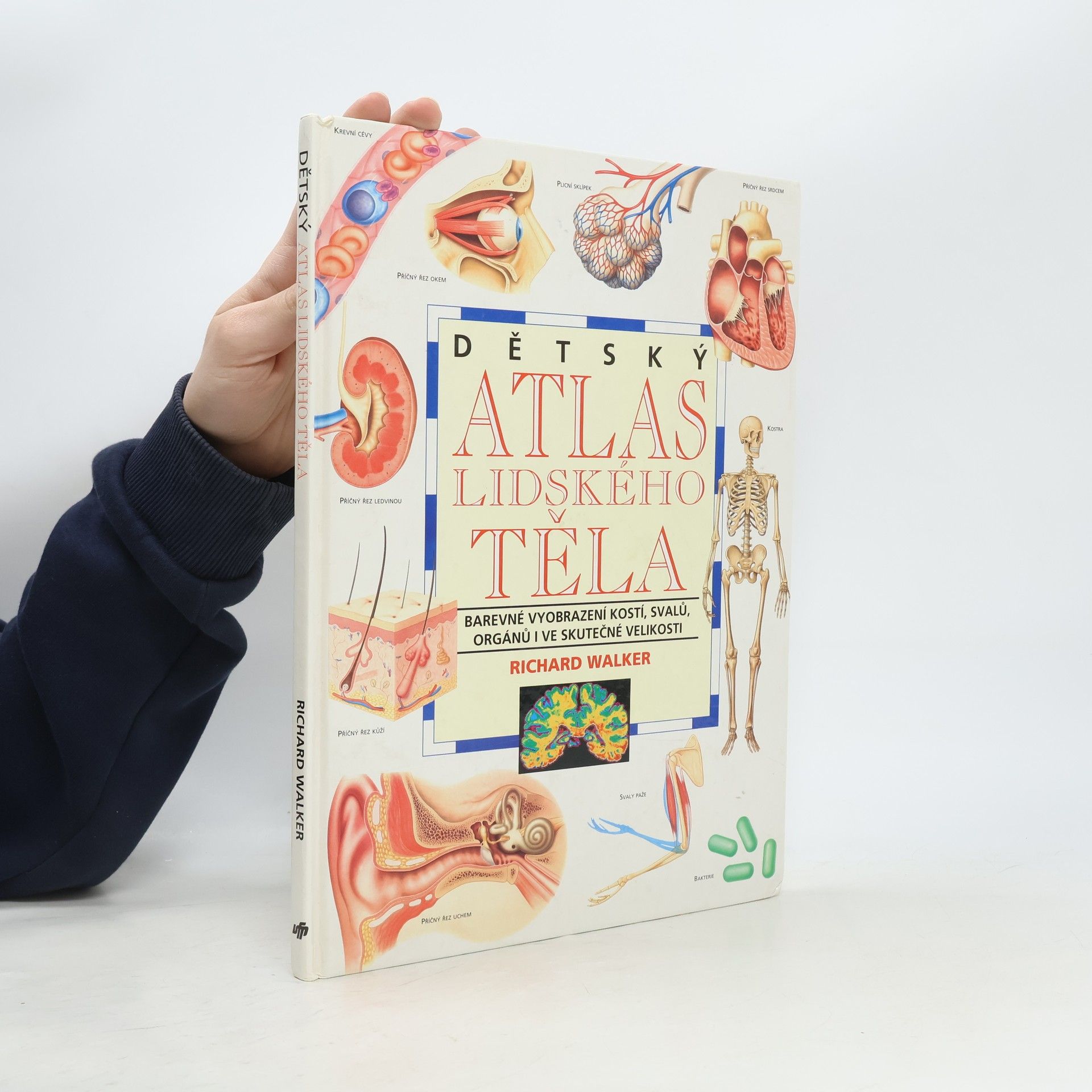 Richard Walker Dětský atlas lidského těla. Barevné vyobrazení kostí, svalů, orgánů i ve skutečné velikosti