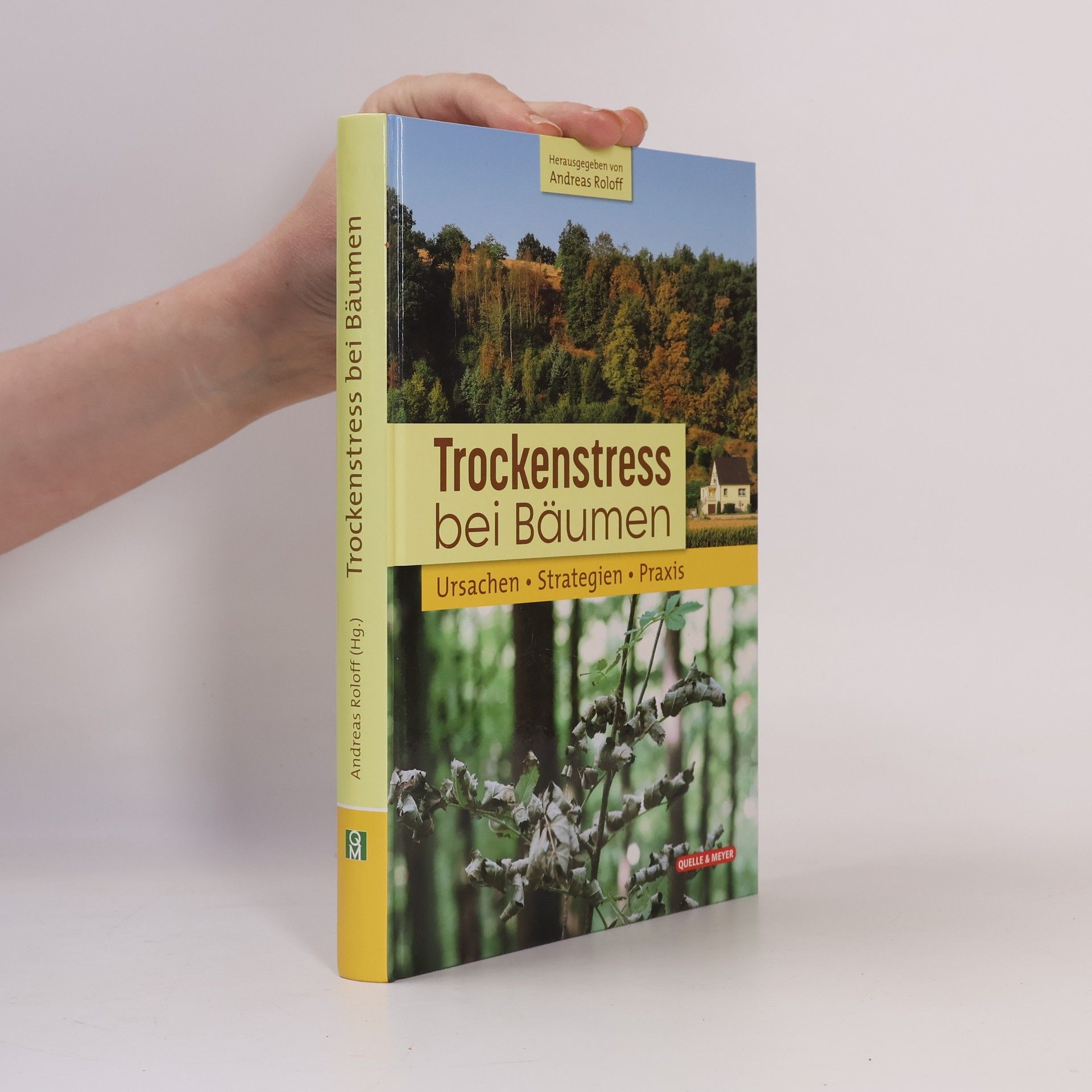 Trockenstress bei Bäumen