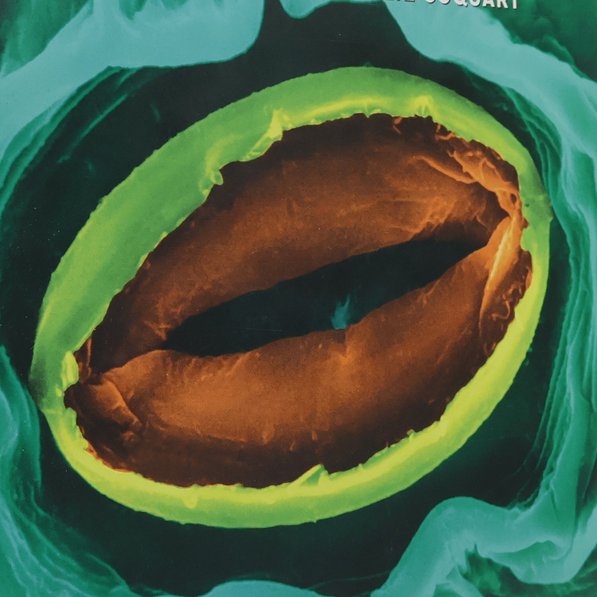 Julie Coquart Die Welt von innen (Buch + E-Book)