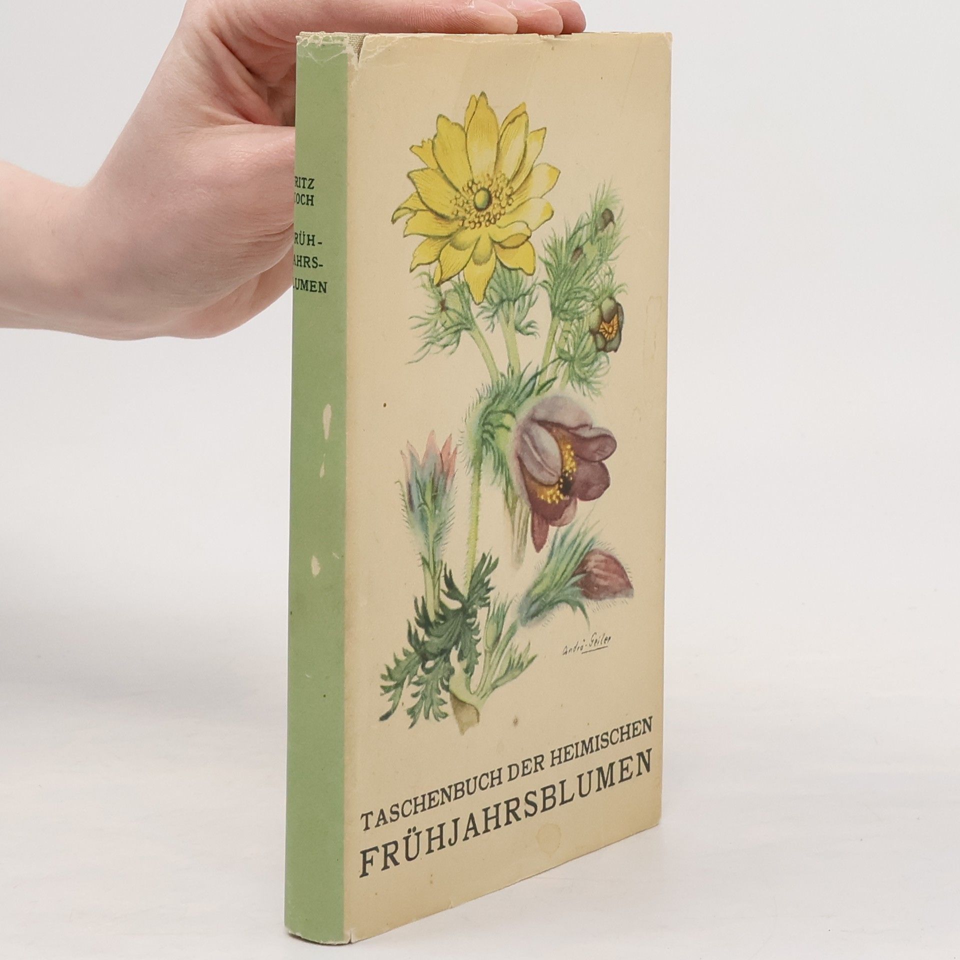 Fritz Koch Tachenbuch der Heimischen Frühjahrsblumen