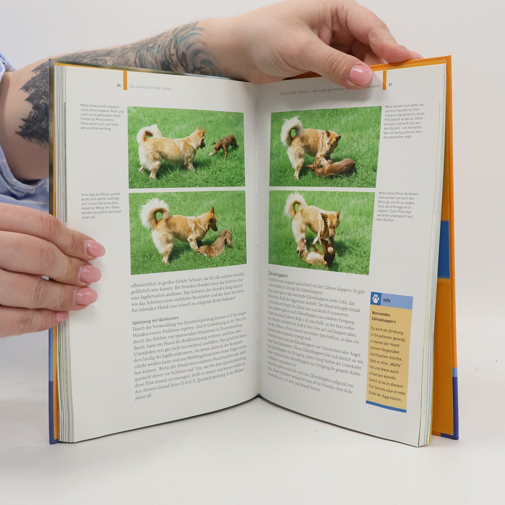 Martin Rütter Sprachkurs Hund