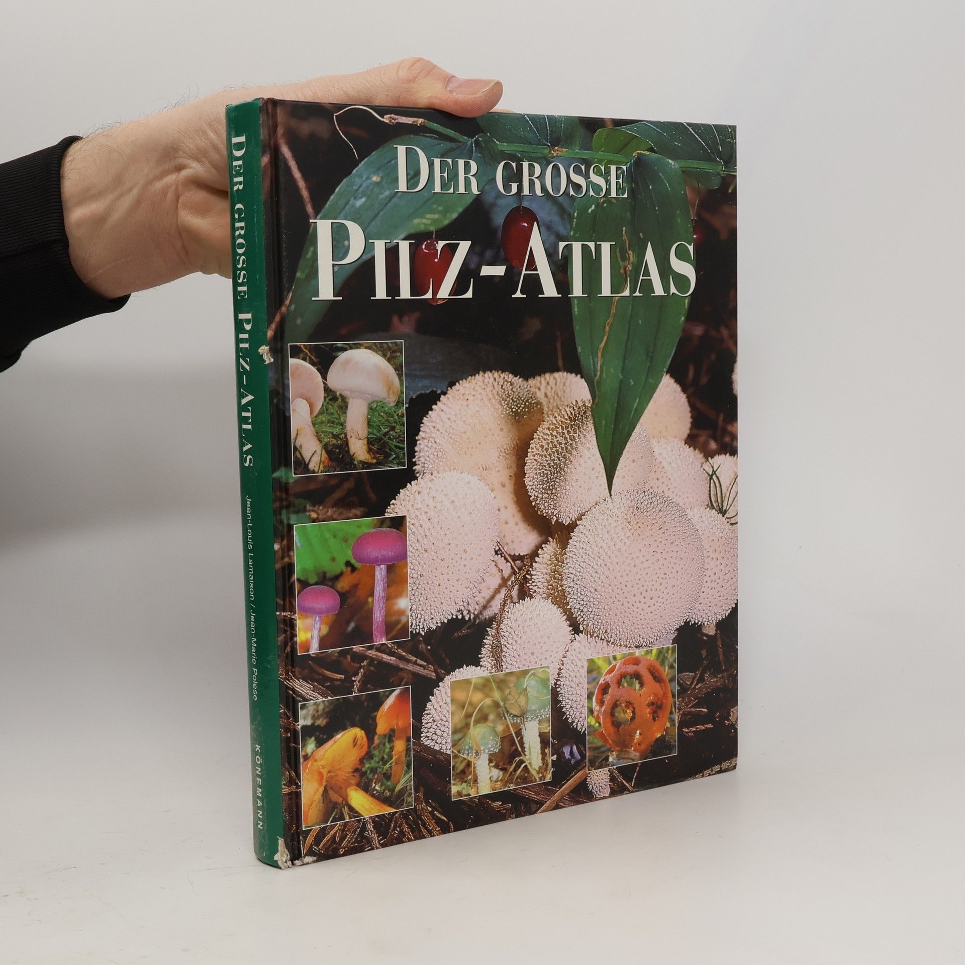Marten Brandt Der große Pilz-Atlas