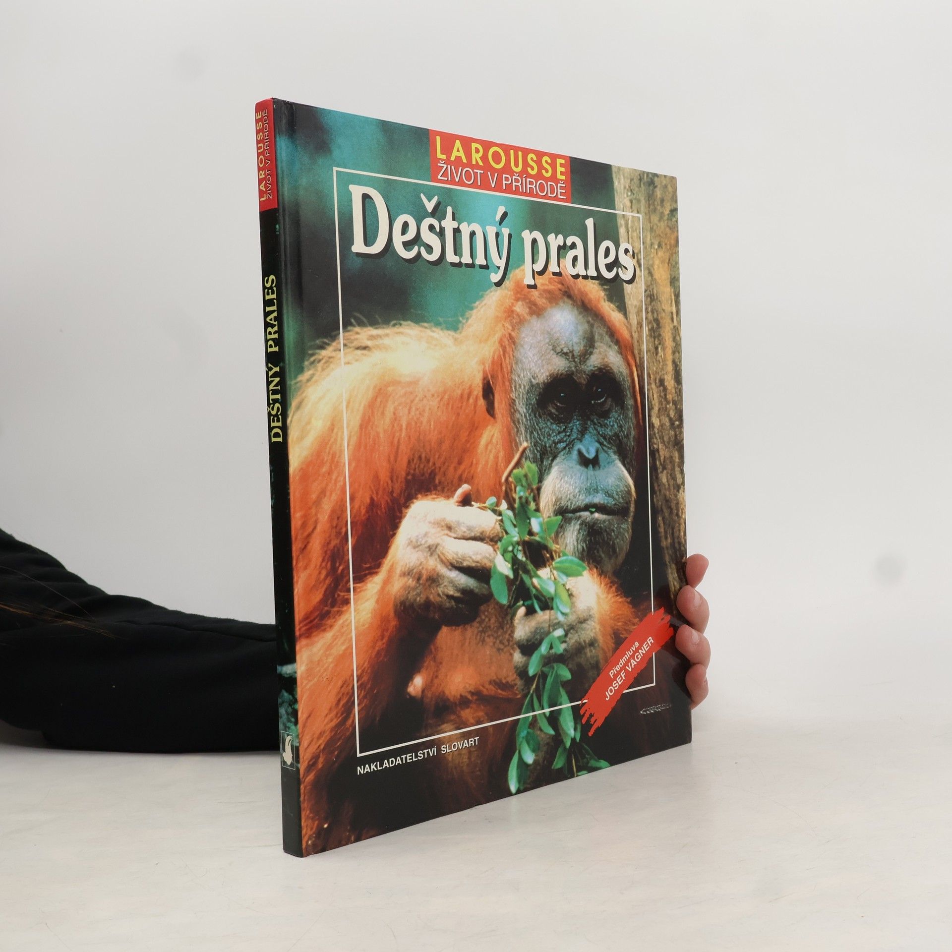 Vladimír Čadský Deštný prales