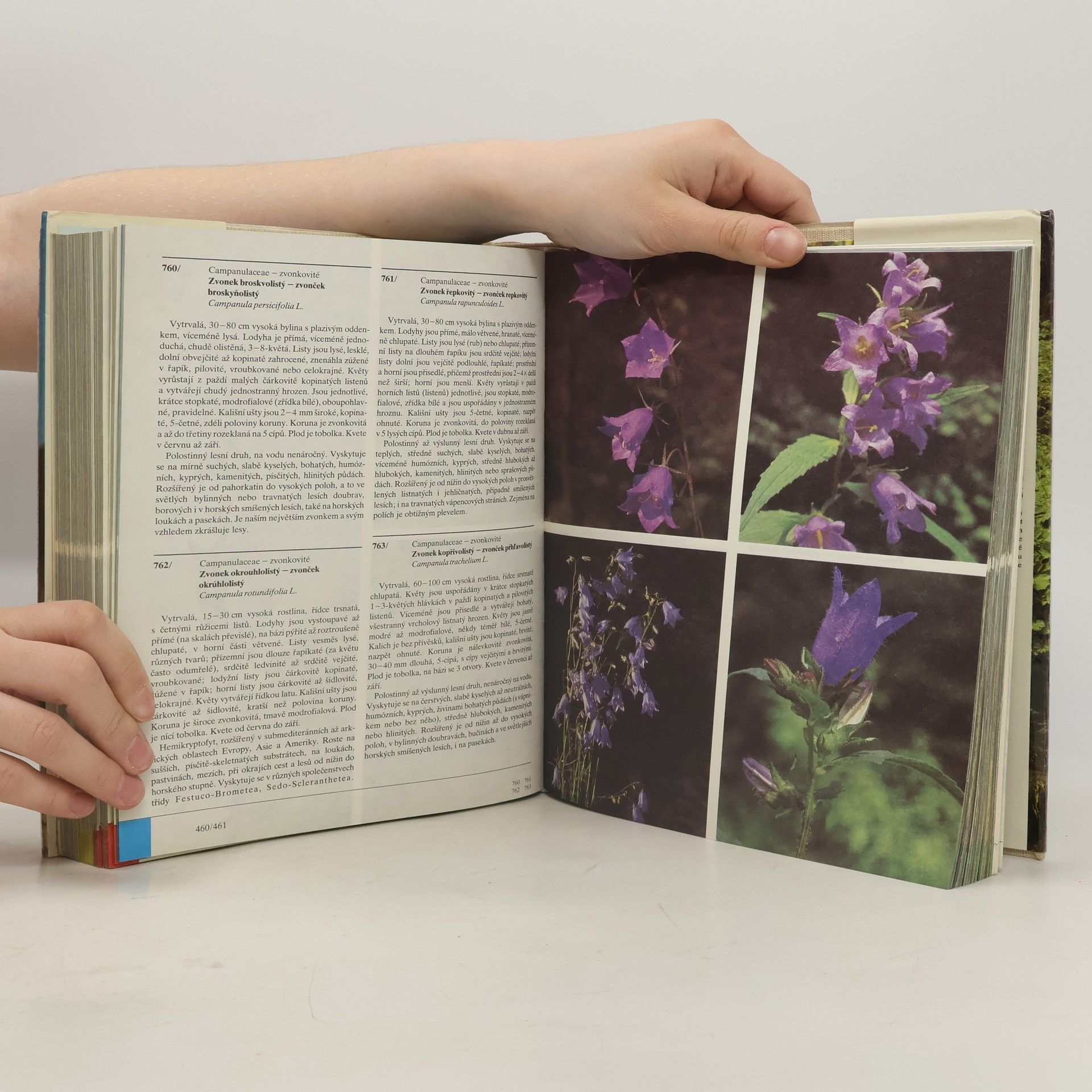 Izabela Háberová Barevný atlas rostlin