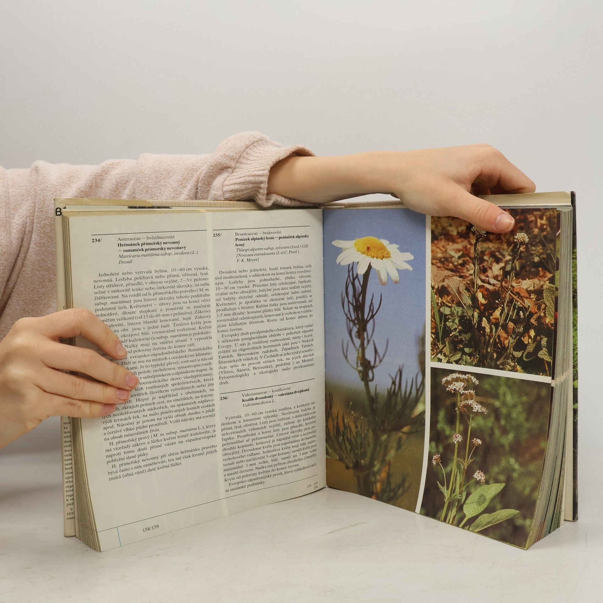 Izabela Háberová Barevný atlas rostlin