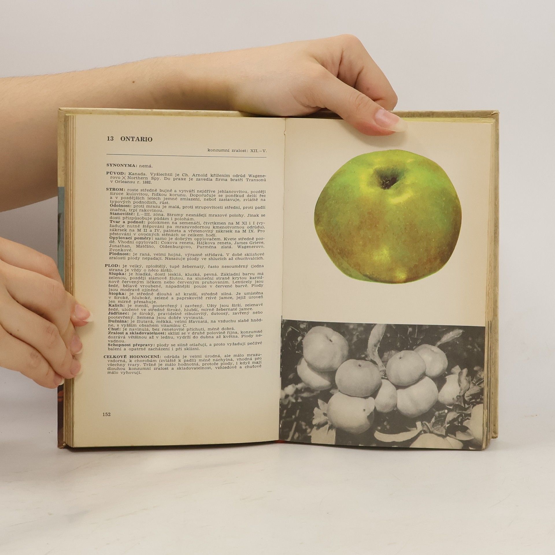 Auteurscollectief Malá pomologie 1. Jablka