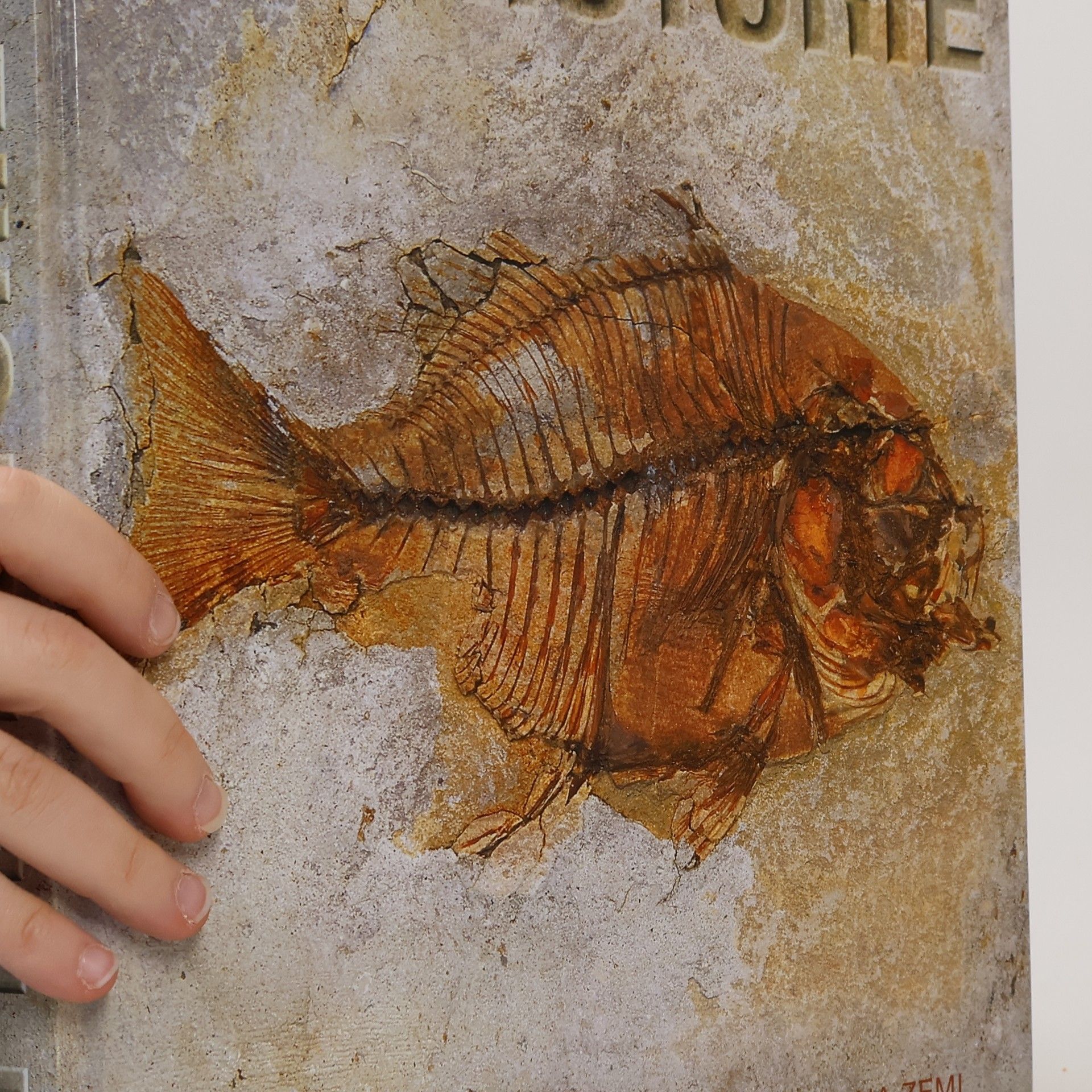 Douglas Palmer Prehistorie