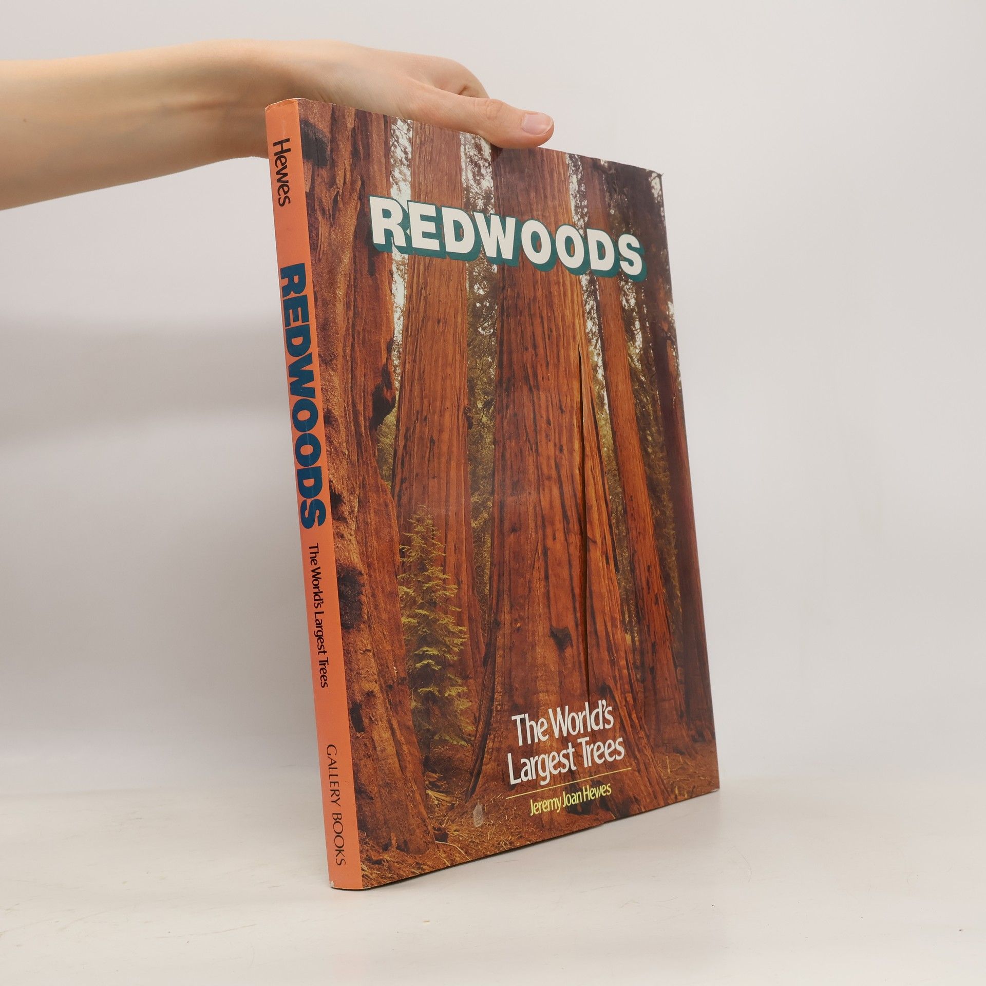 Jeremy Joan Hewes Redwoods