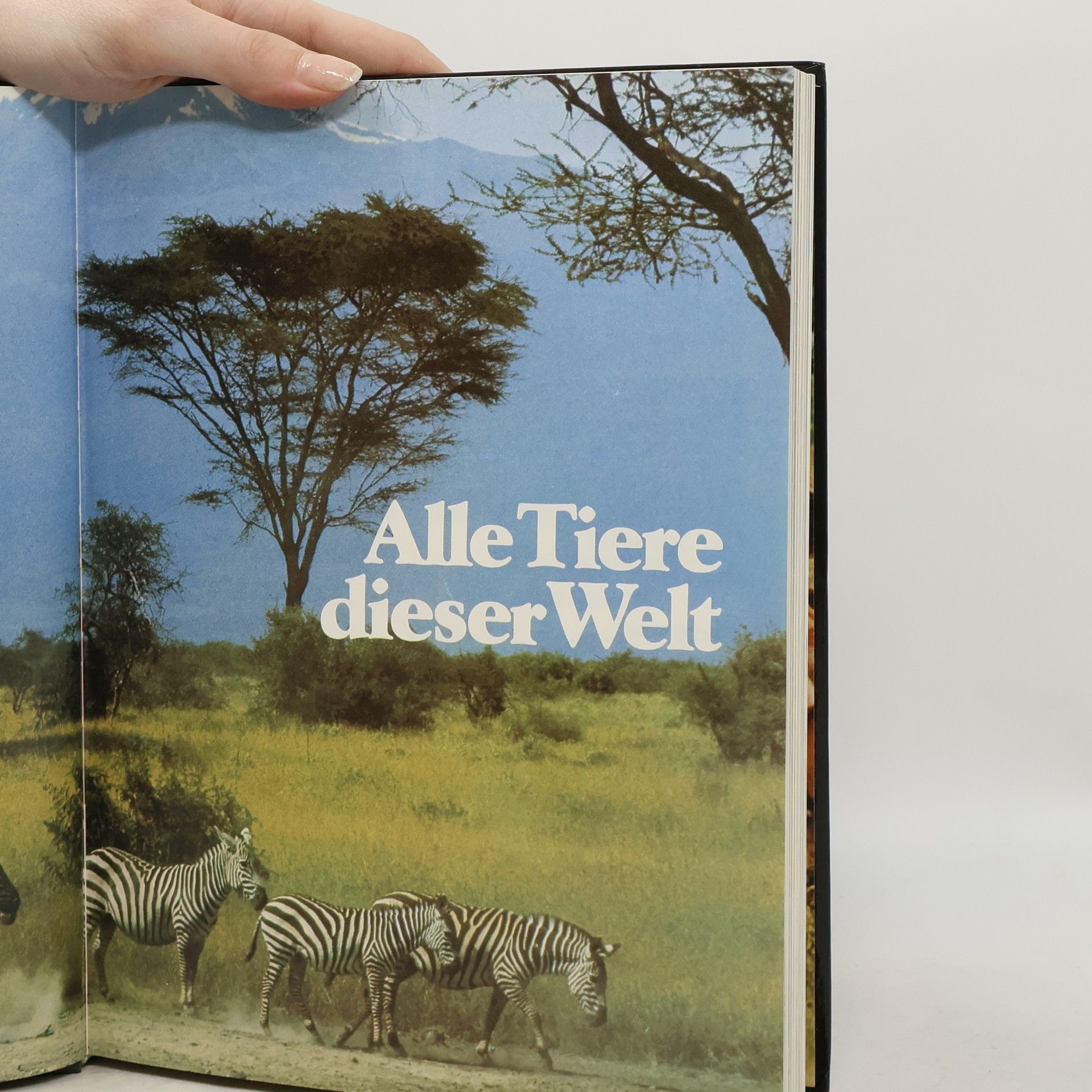 kolektiv Alle Tiere dieser Welt