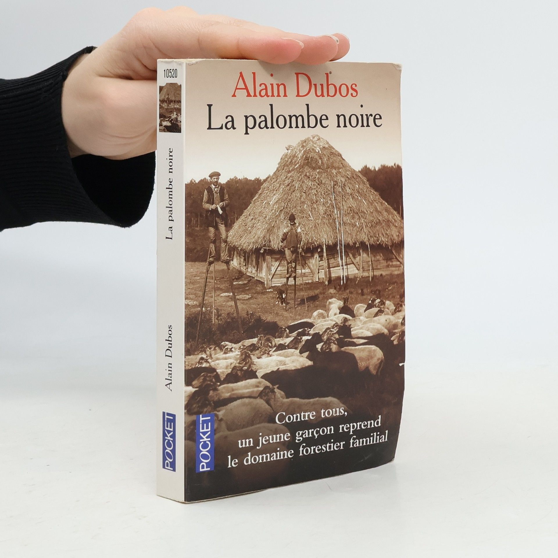 La palombe noire