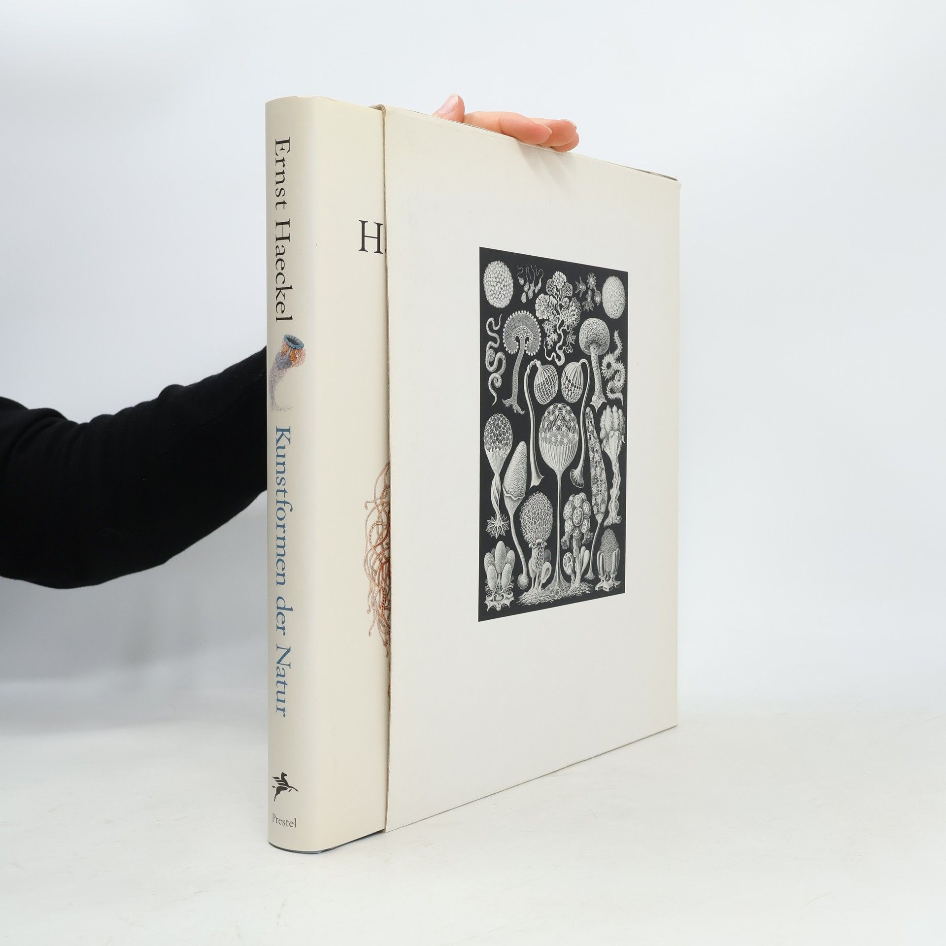 Kunstformen der Natur