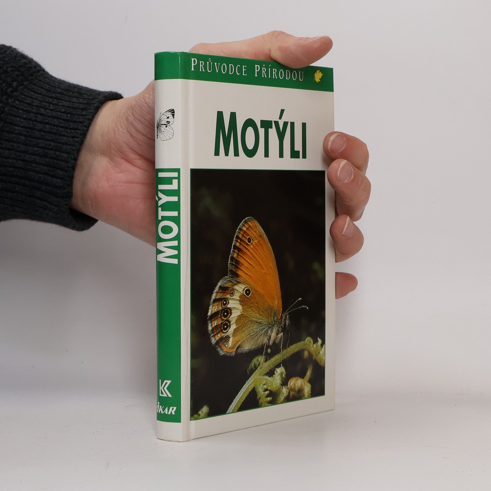 Motýli