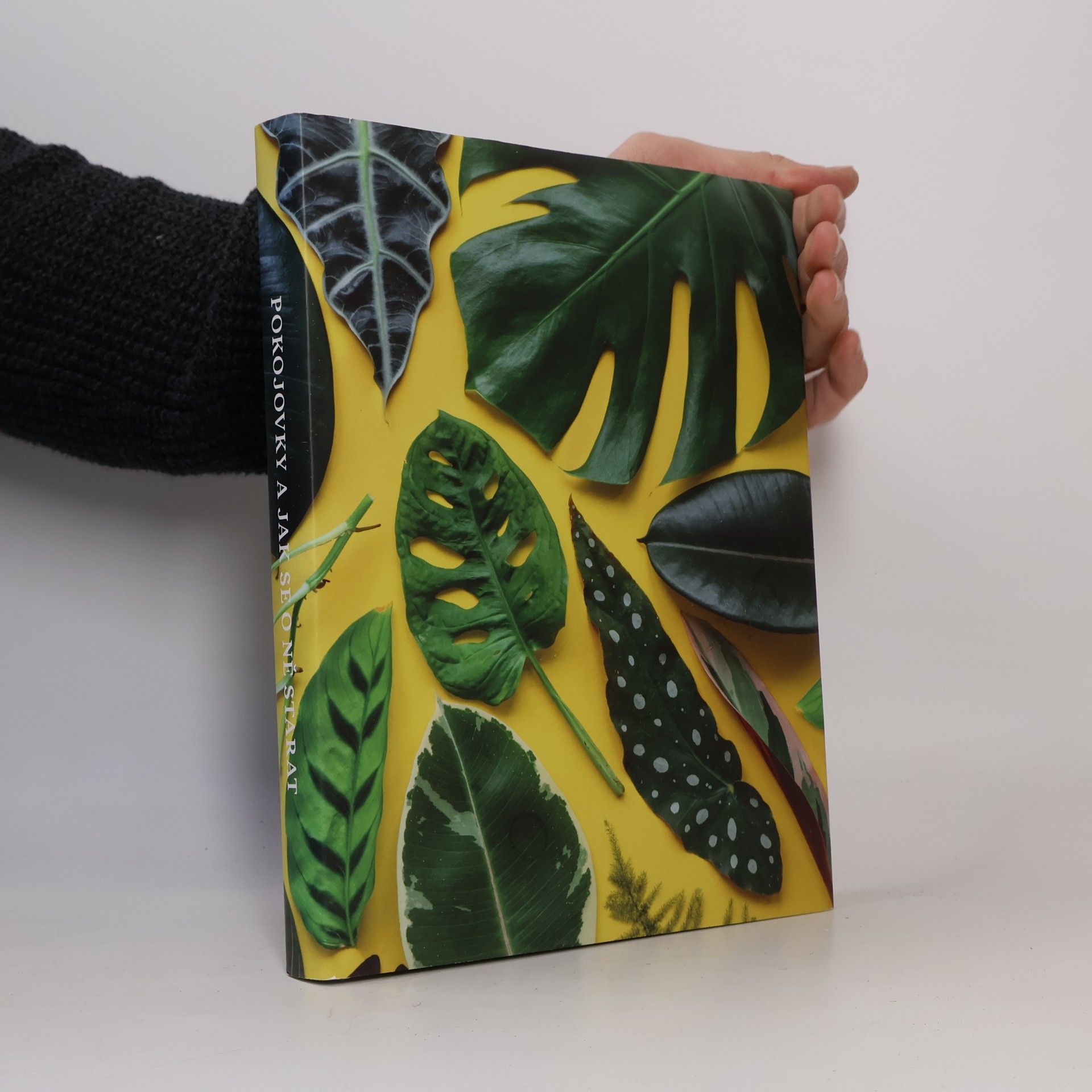 Pokojovky a jak se o ně starat