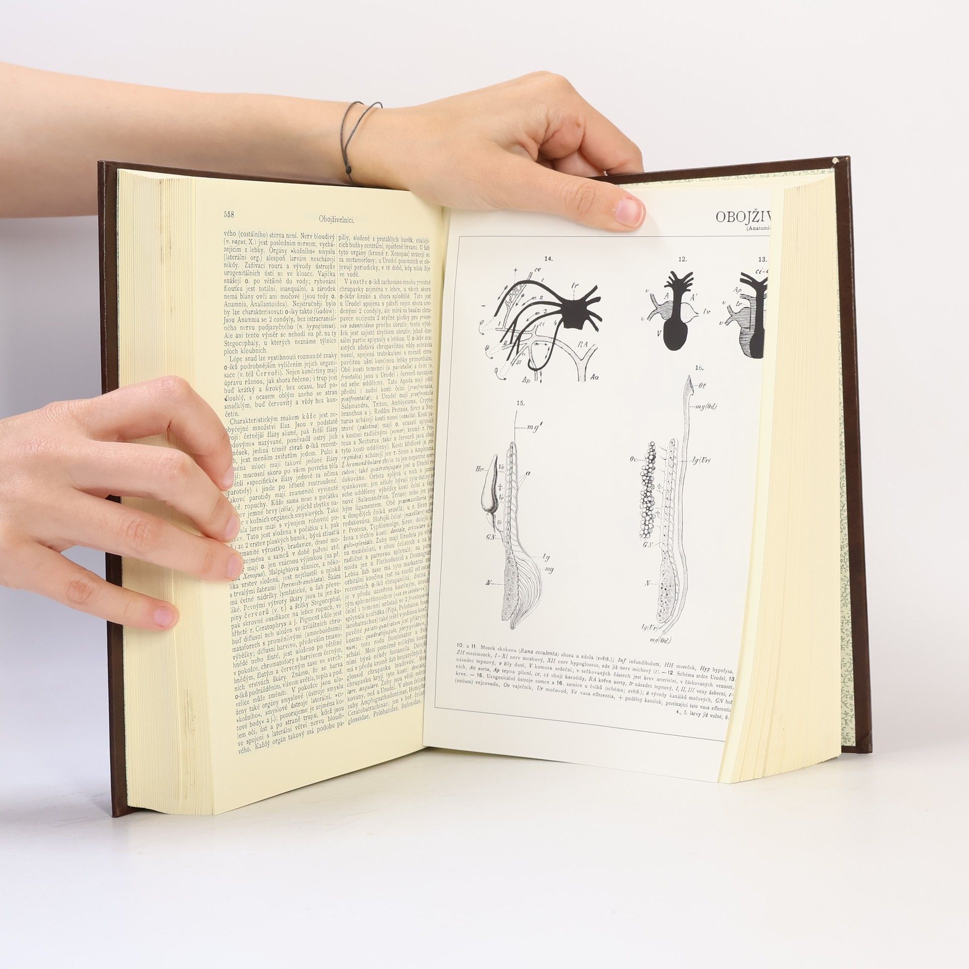 Collectif d'auteurs Ottův slovník naučný XVIII. Navary - Oživnutí