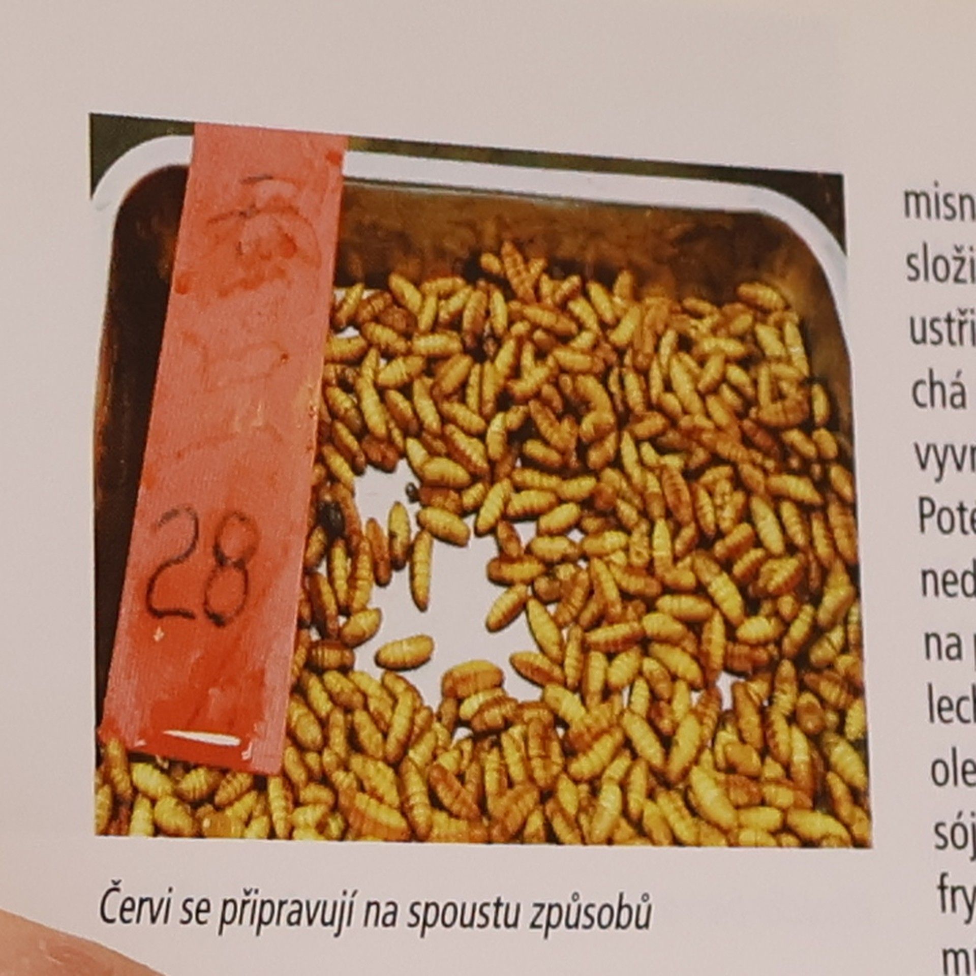 Roman Vaněk S vařečkou kolem světa