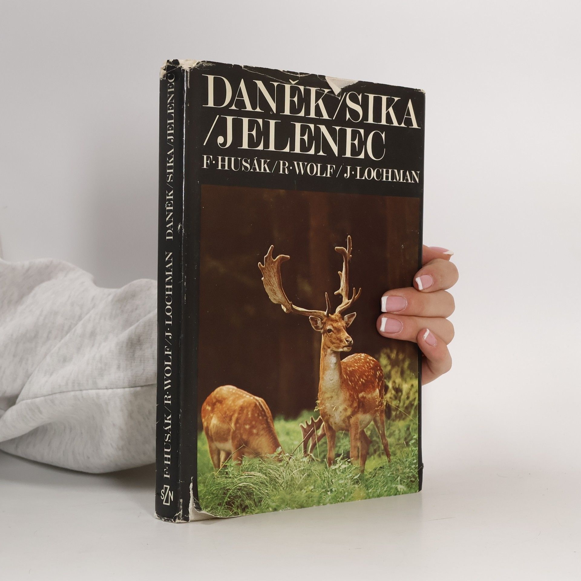 František Husák Daněk - sika - jelenec