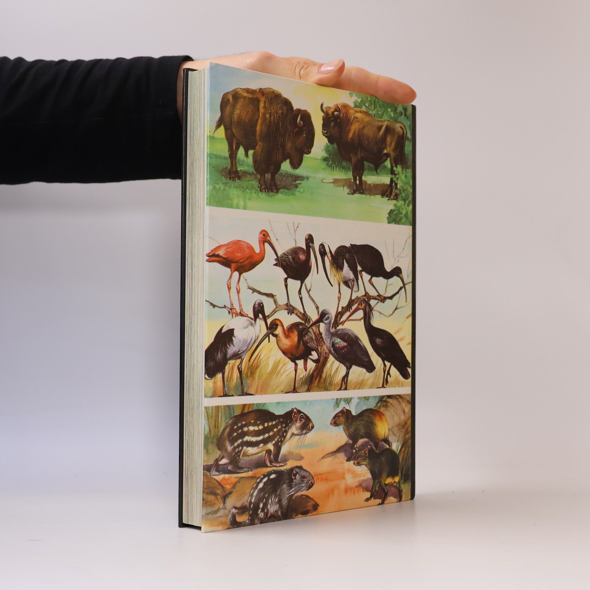Wilhelm Eigener Enzyklopädie der Tiere 2