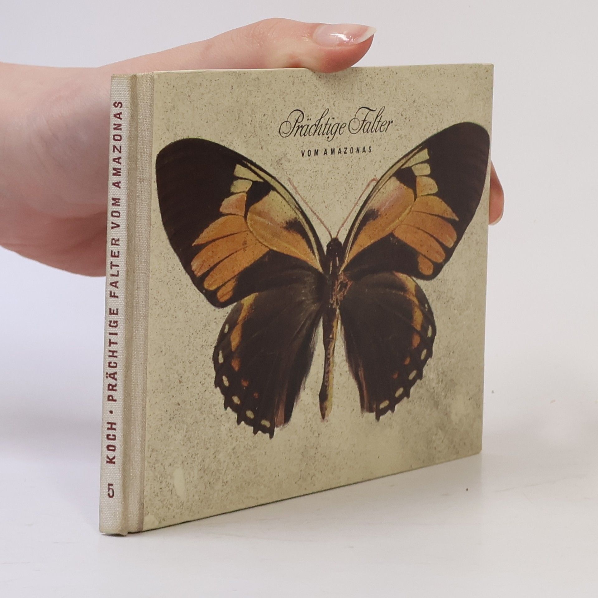 Prächtige Falter vom Amazonas