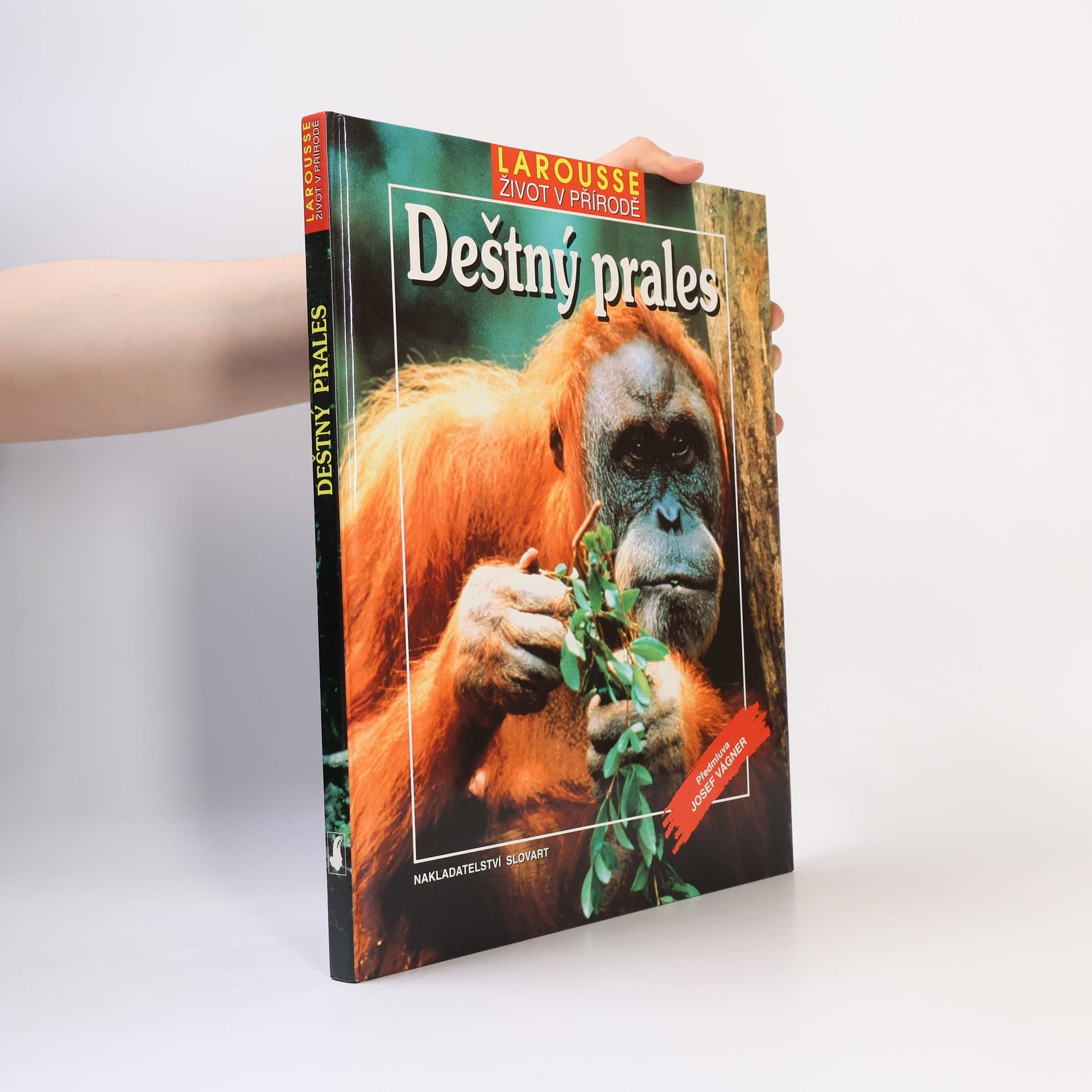 Vladimír Čadský Deštný prales