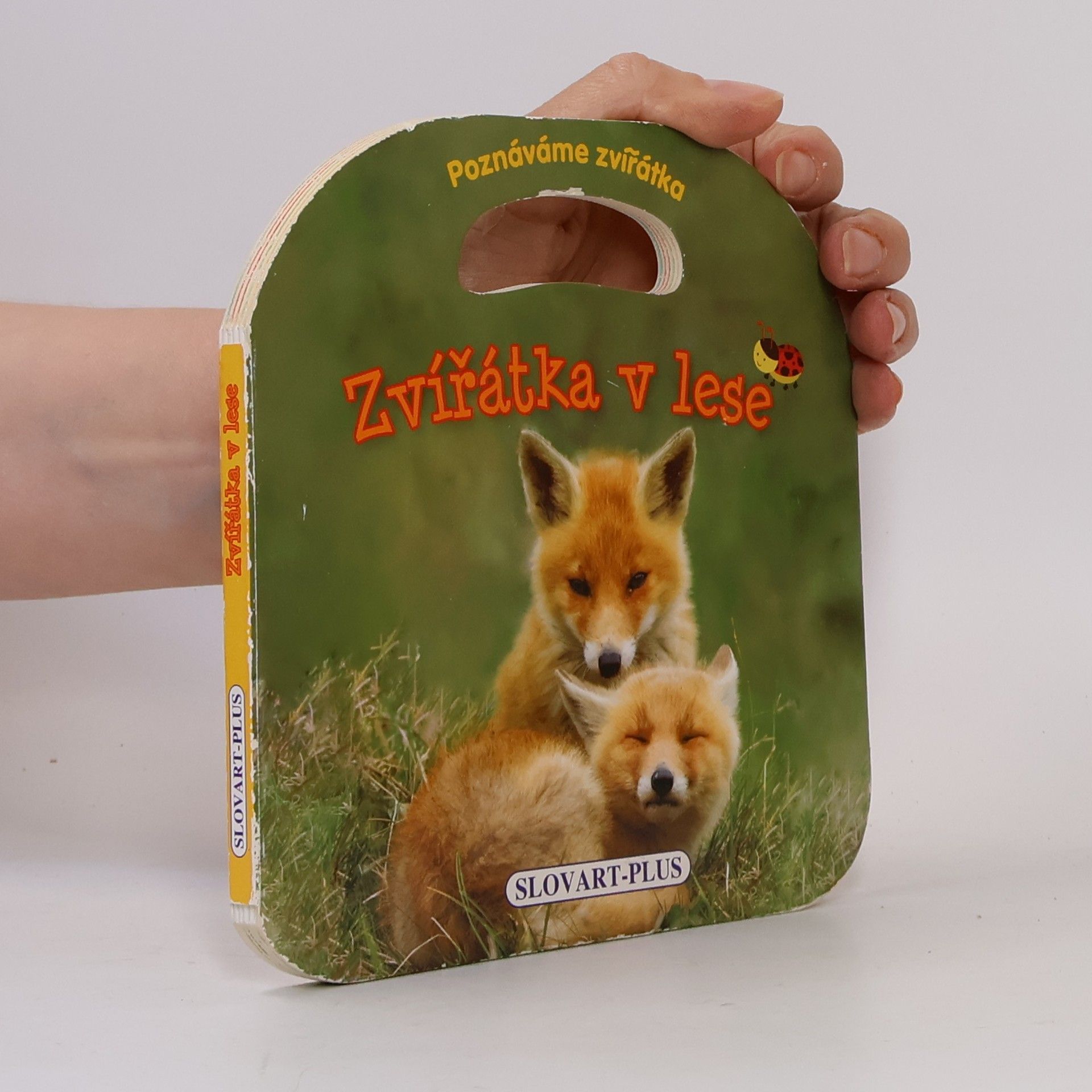 Autorenkollektiv Zvířatka v lese - poznáváme zvířatka