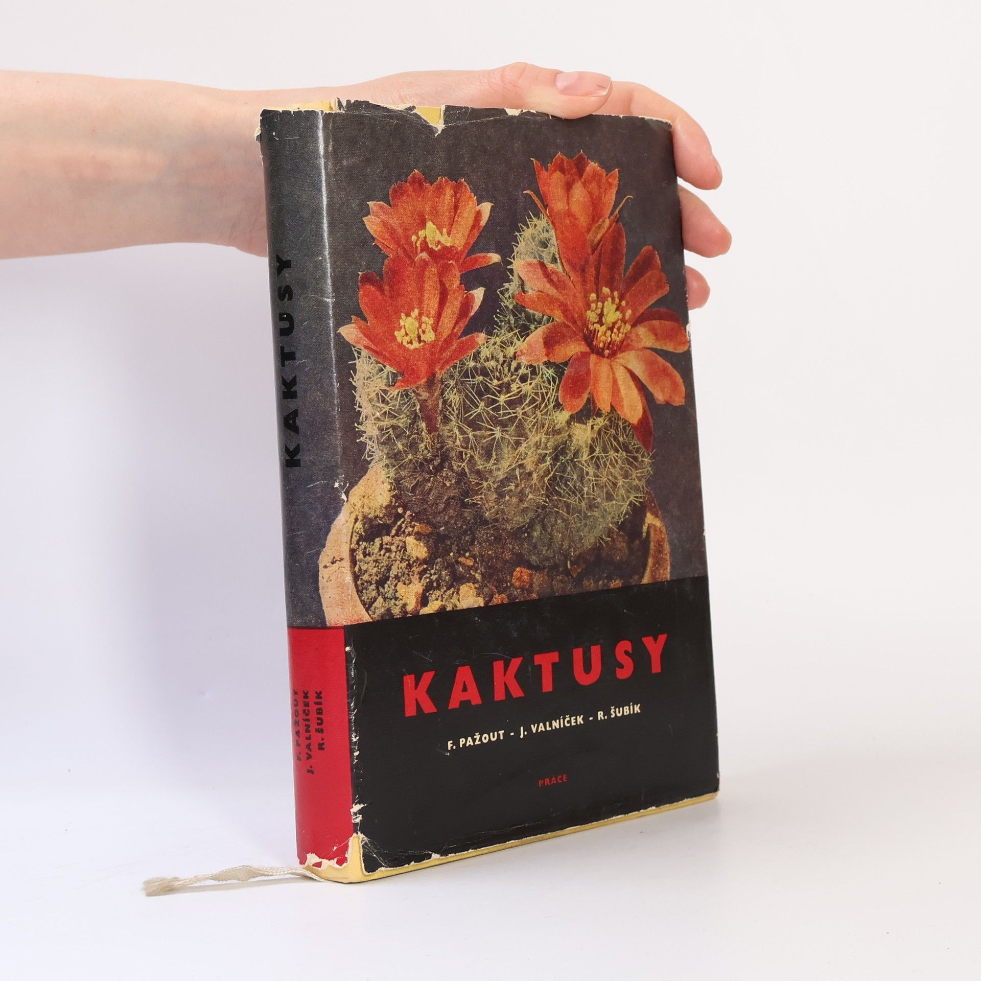 Rudolf Šubík Kaktusy