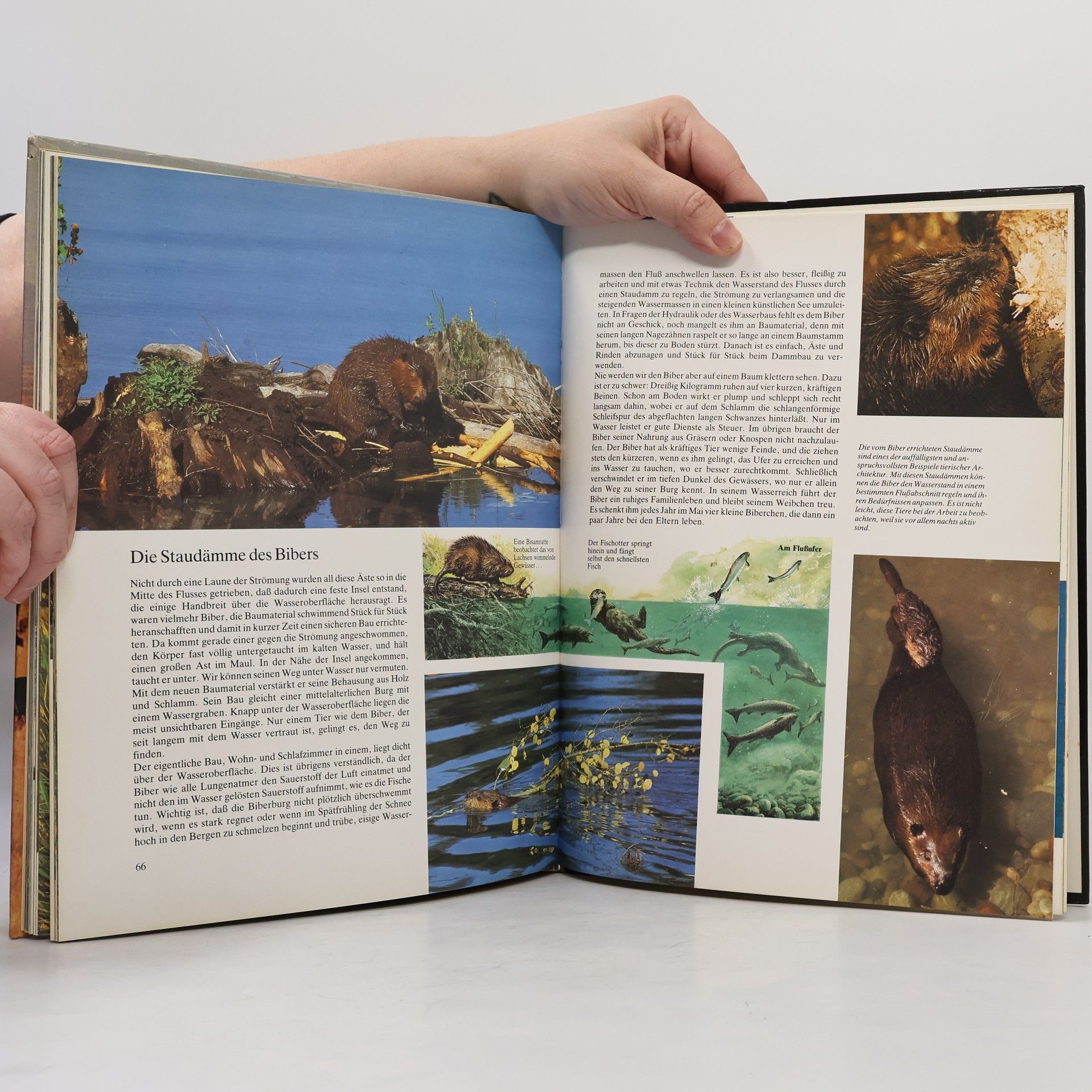 Autores varios Der Bison und die Tierwelt Nord Amerikas