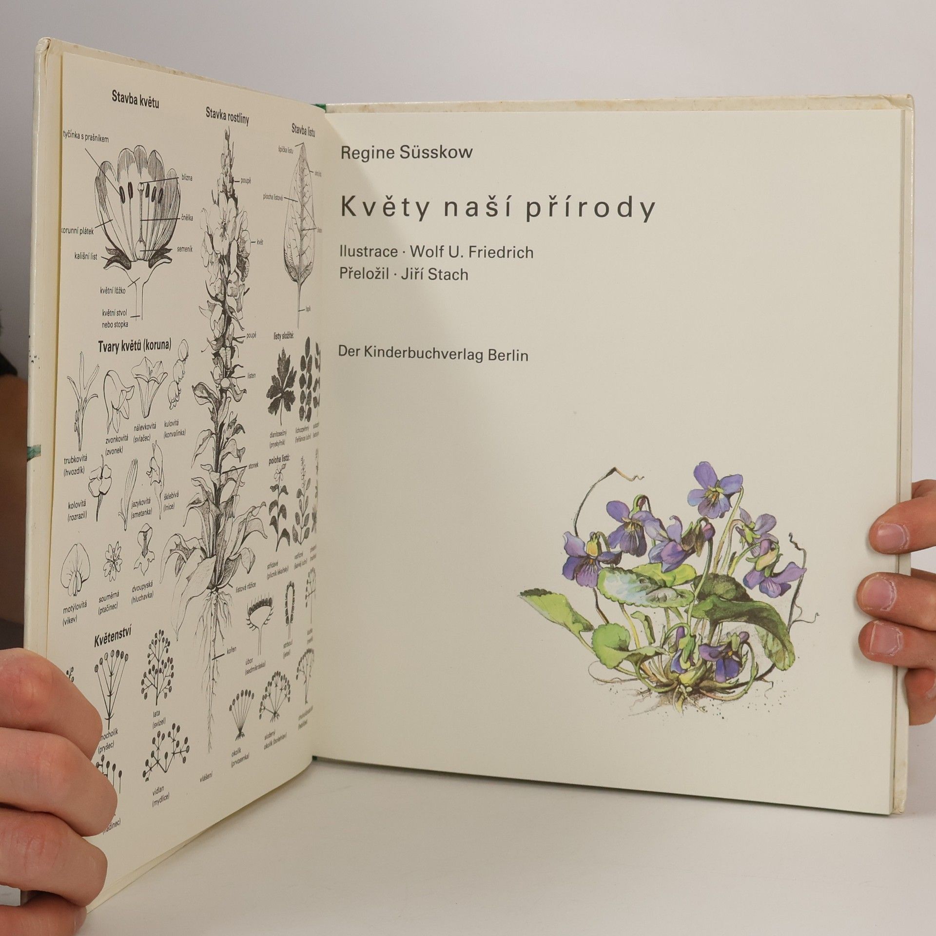 Regine Süsskow Květy naší přírody