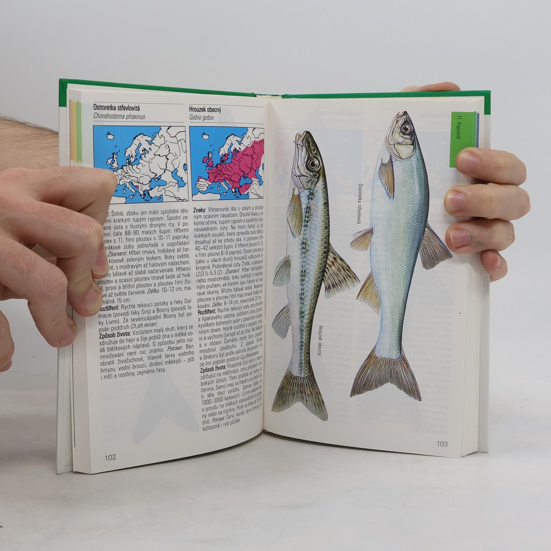 Autores varios Sladkovodní ryby v evropských vodách