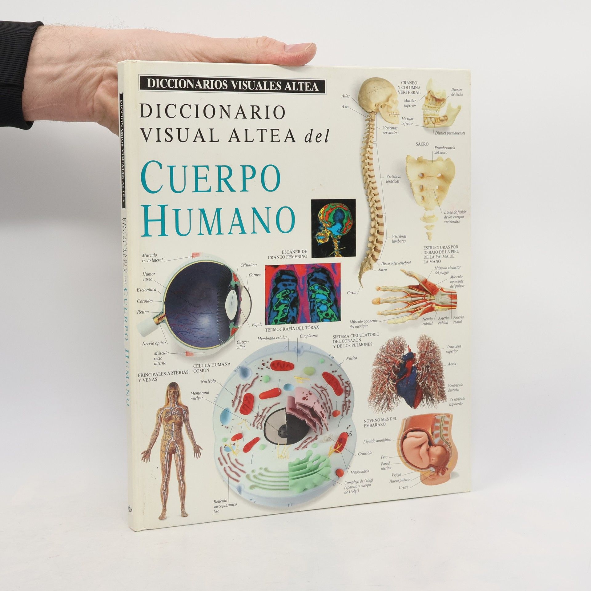 Kolektiv autorů Diccionario visual Altea del cuerpo humano