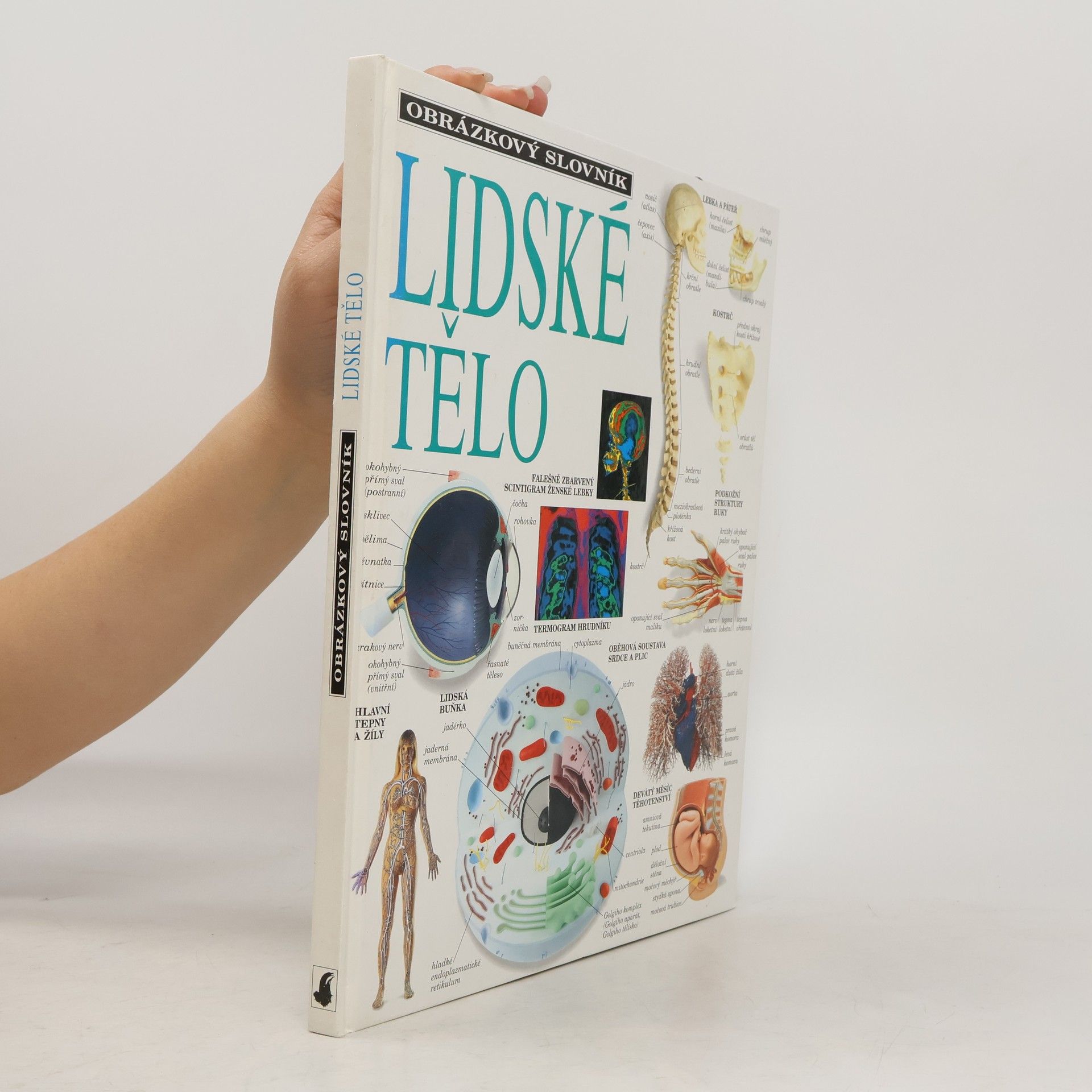 Autorenkollektiv Obrázkový slovník lidské tělo