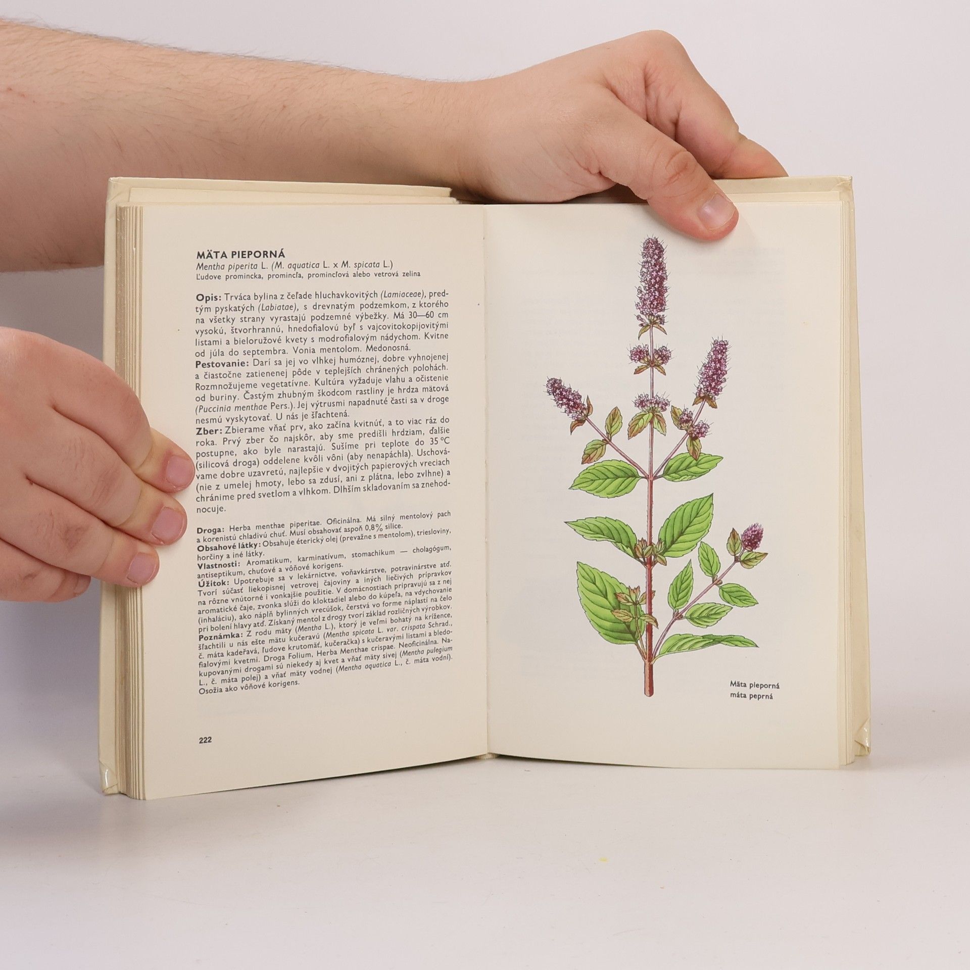 Ludmila Thurzová Malý atlas liečivých rastlín