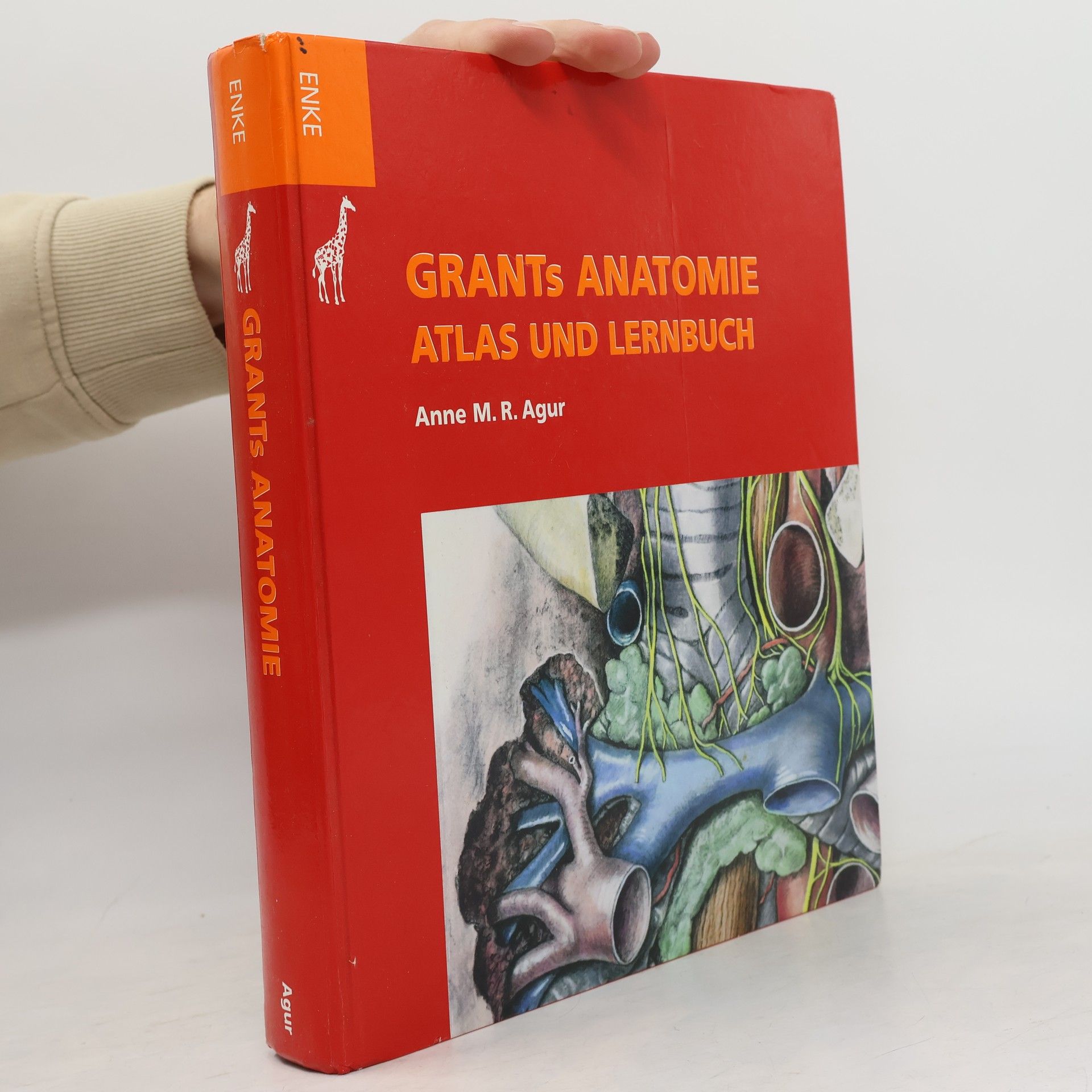 Grants Anatomie