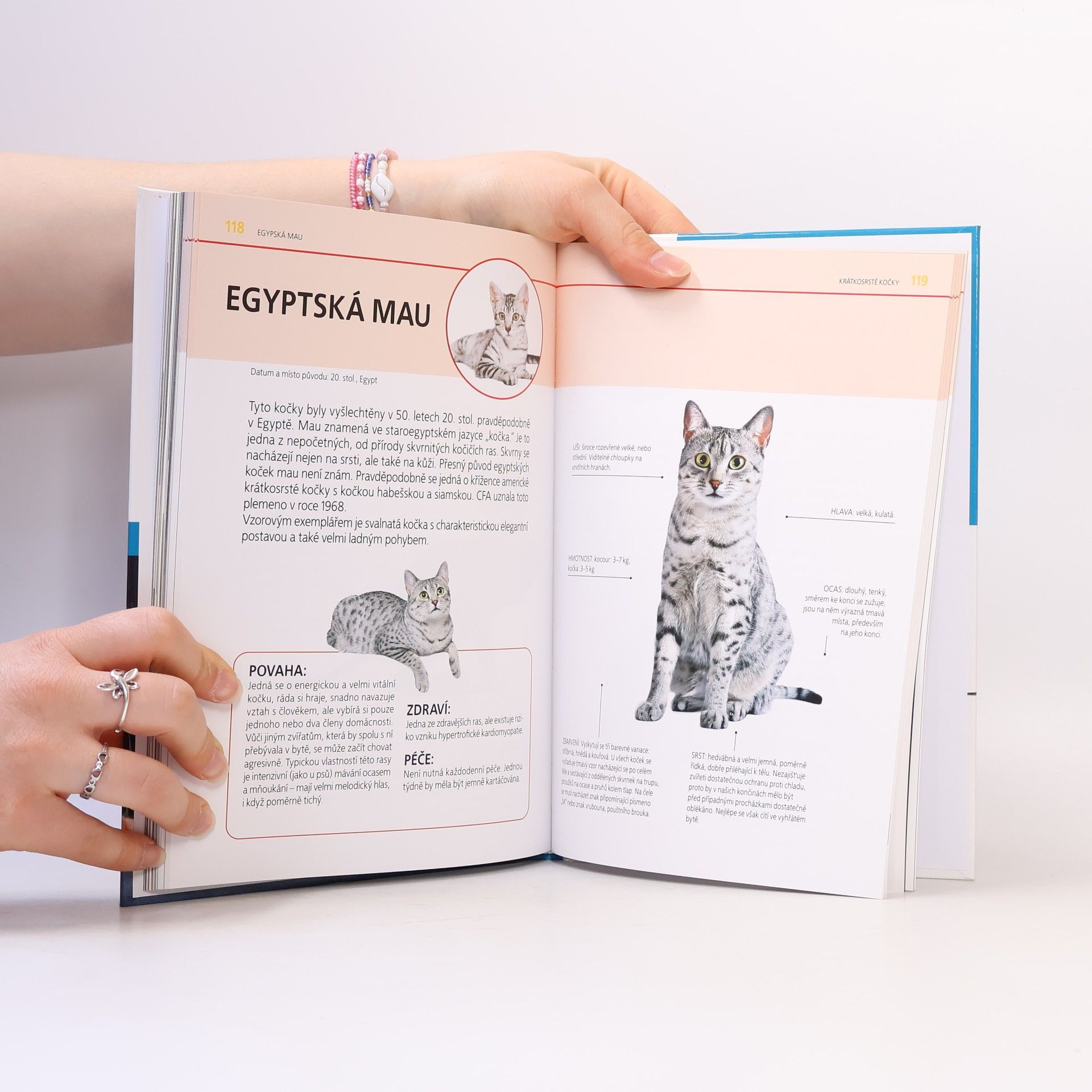 Autorenkollektiv Atlas koček : výběr, péče, plemena