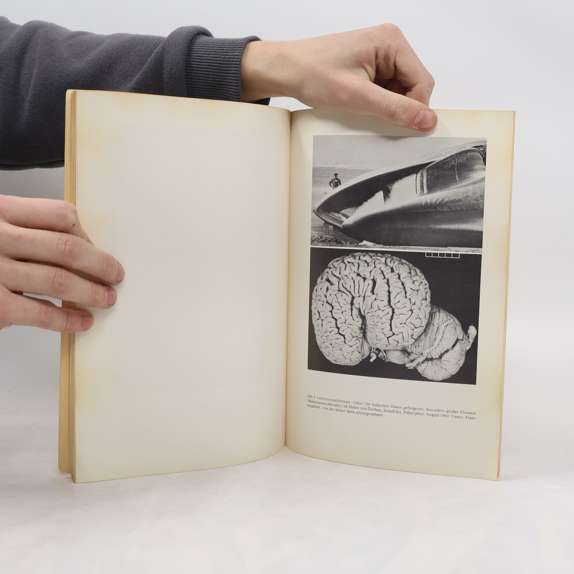 G. Pilleri Das Hirnanatomische Institut der Psychiatrischen Universitätsklinik Bern