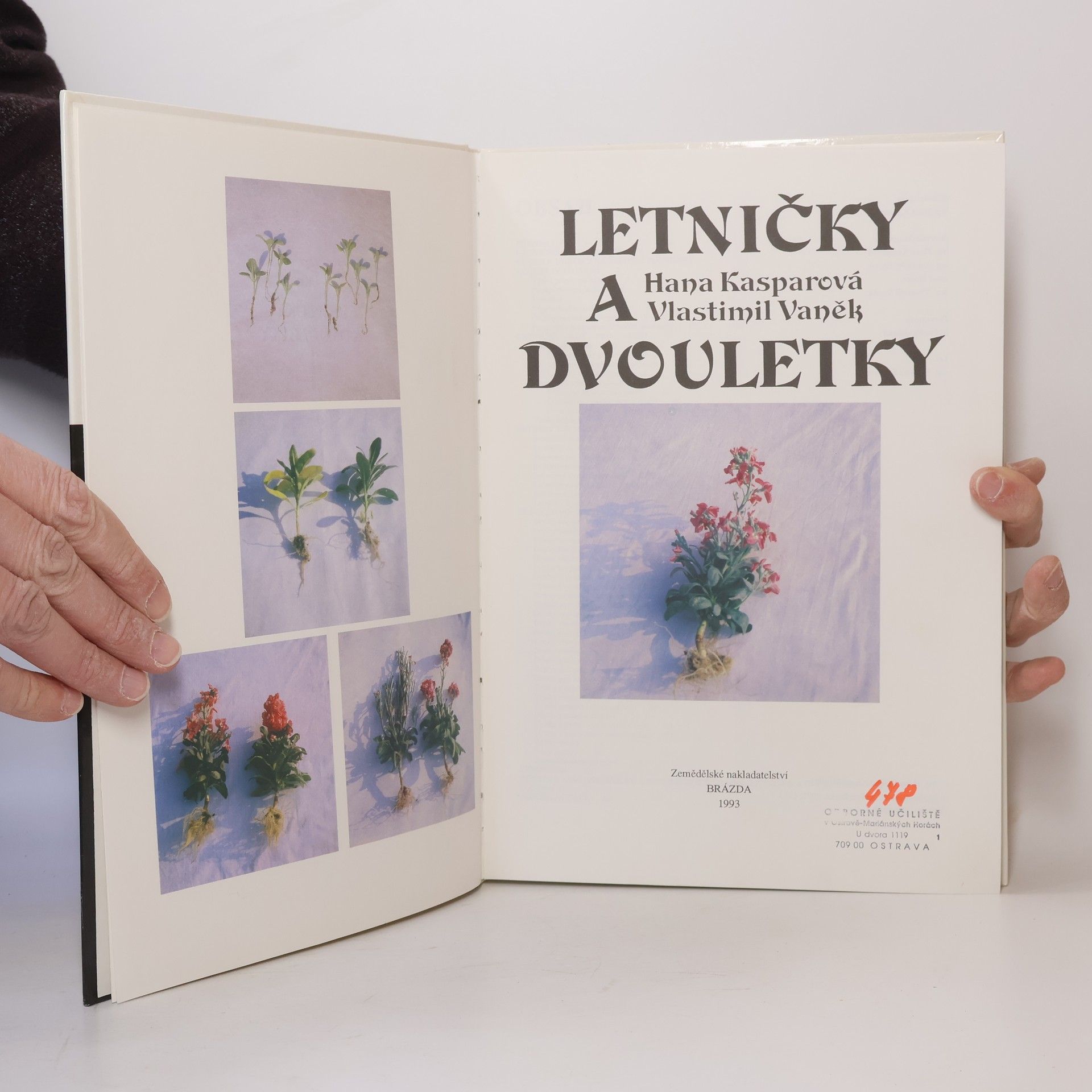 Hana Kasparová Letničky a dvouletky