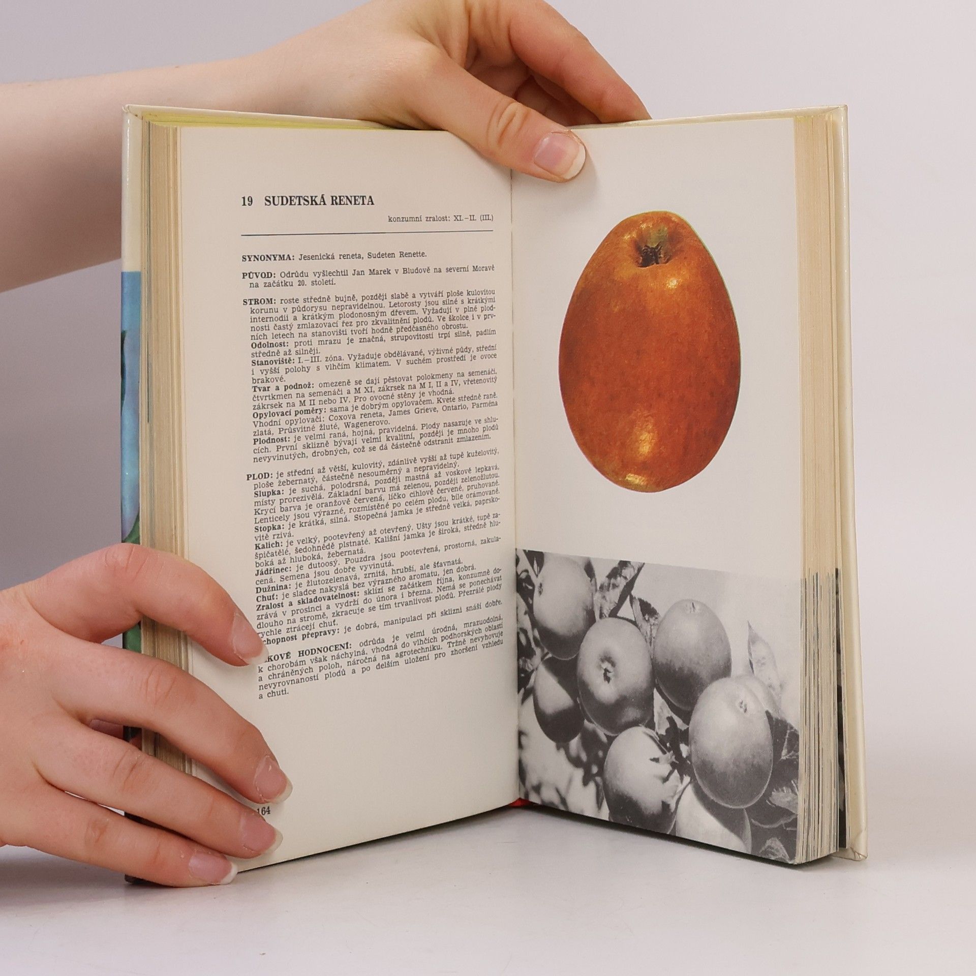 Autorenkollektiv Malá pomologie 1. Jablka