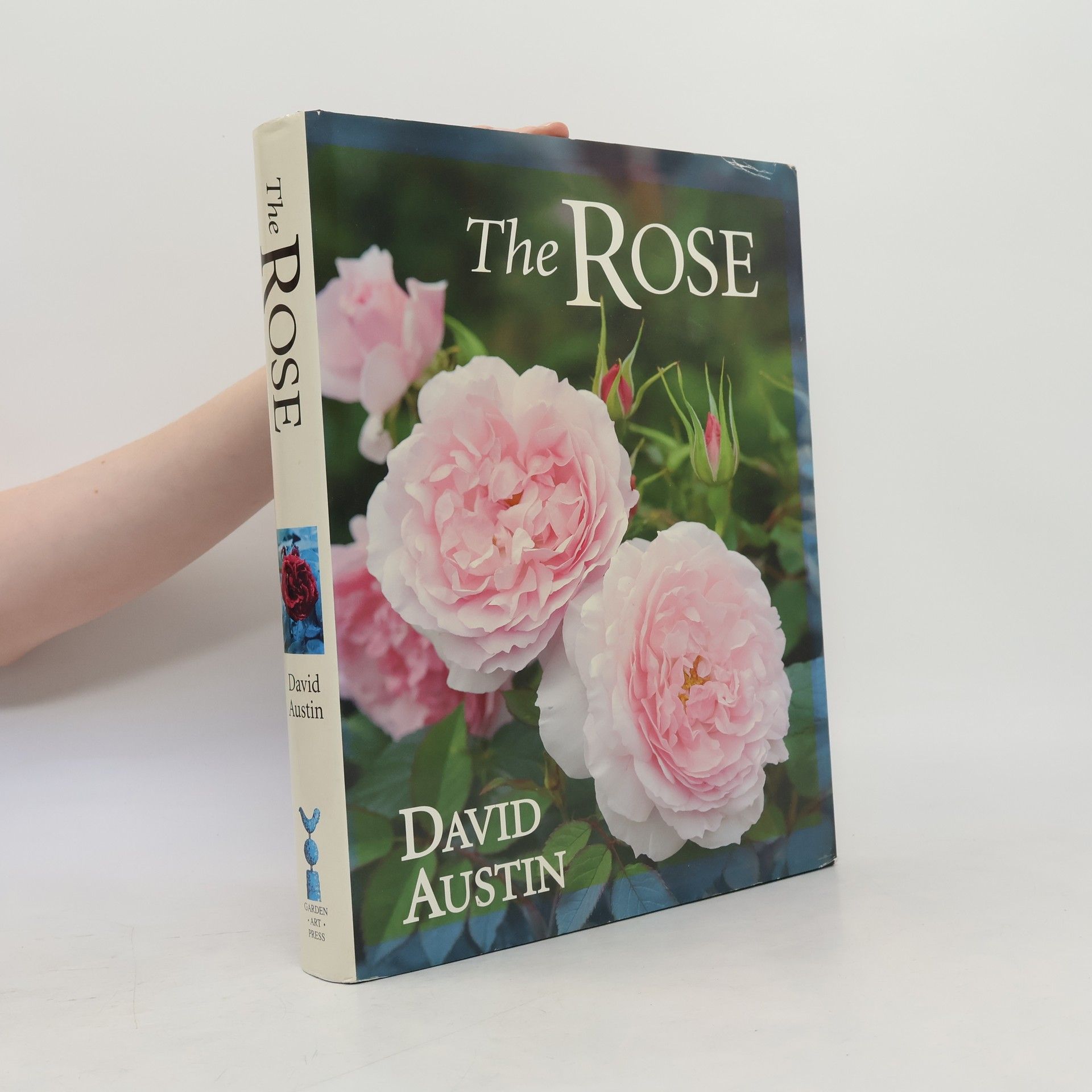 David Austin The Rose