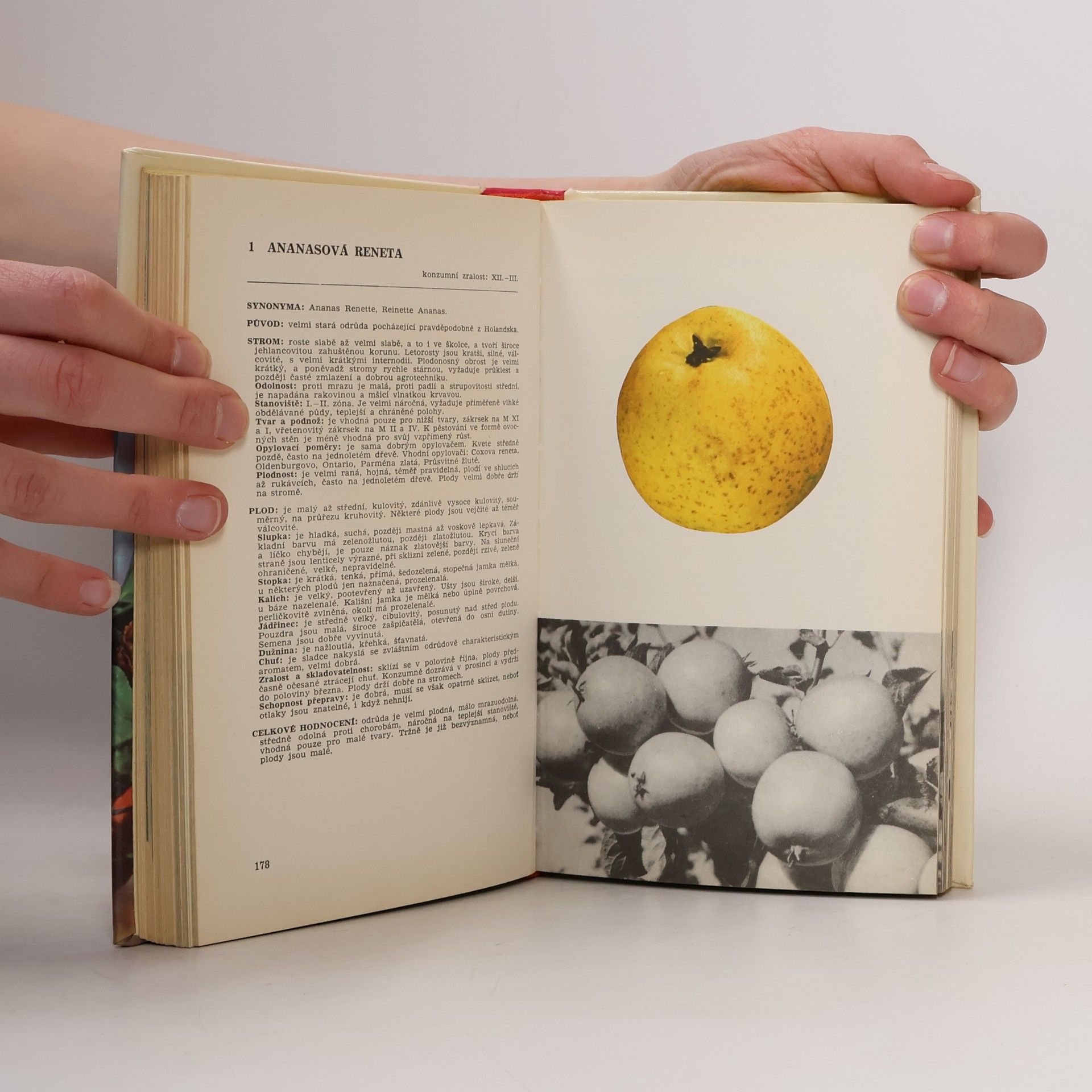 Collectif d'auteurs Malá pomologie 1. Jablka