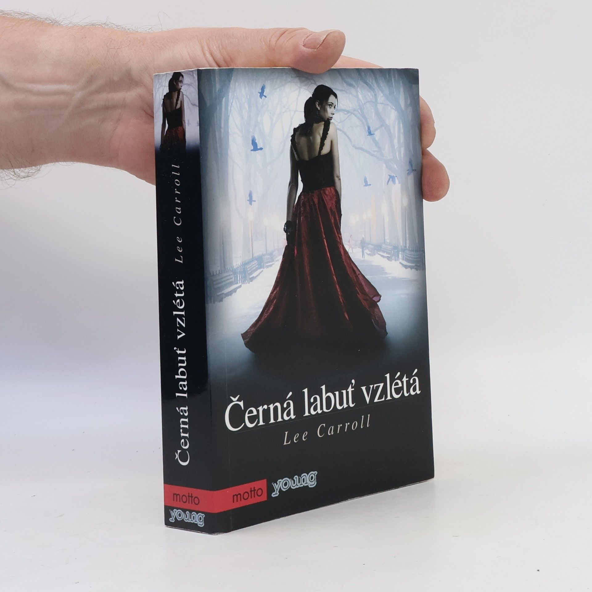 Černá labuť vzlétá