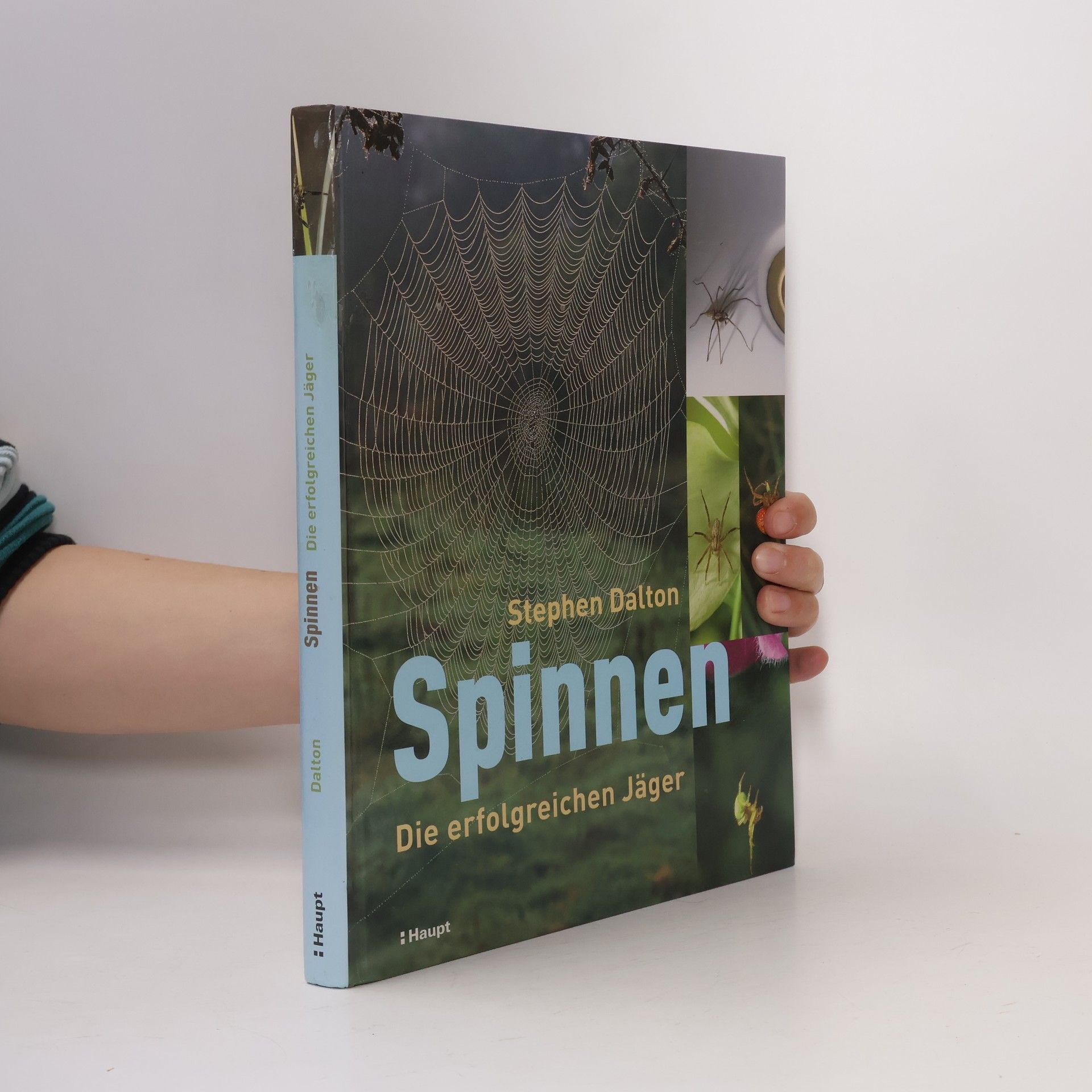 Stephen Dalton Spinnen