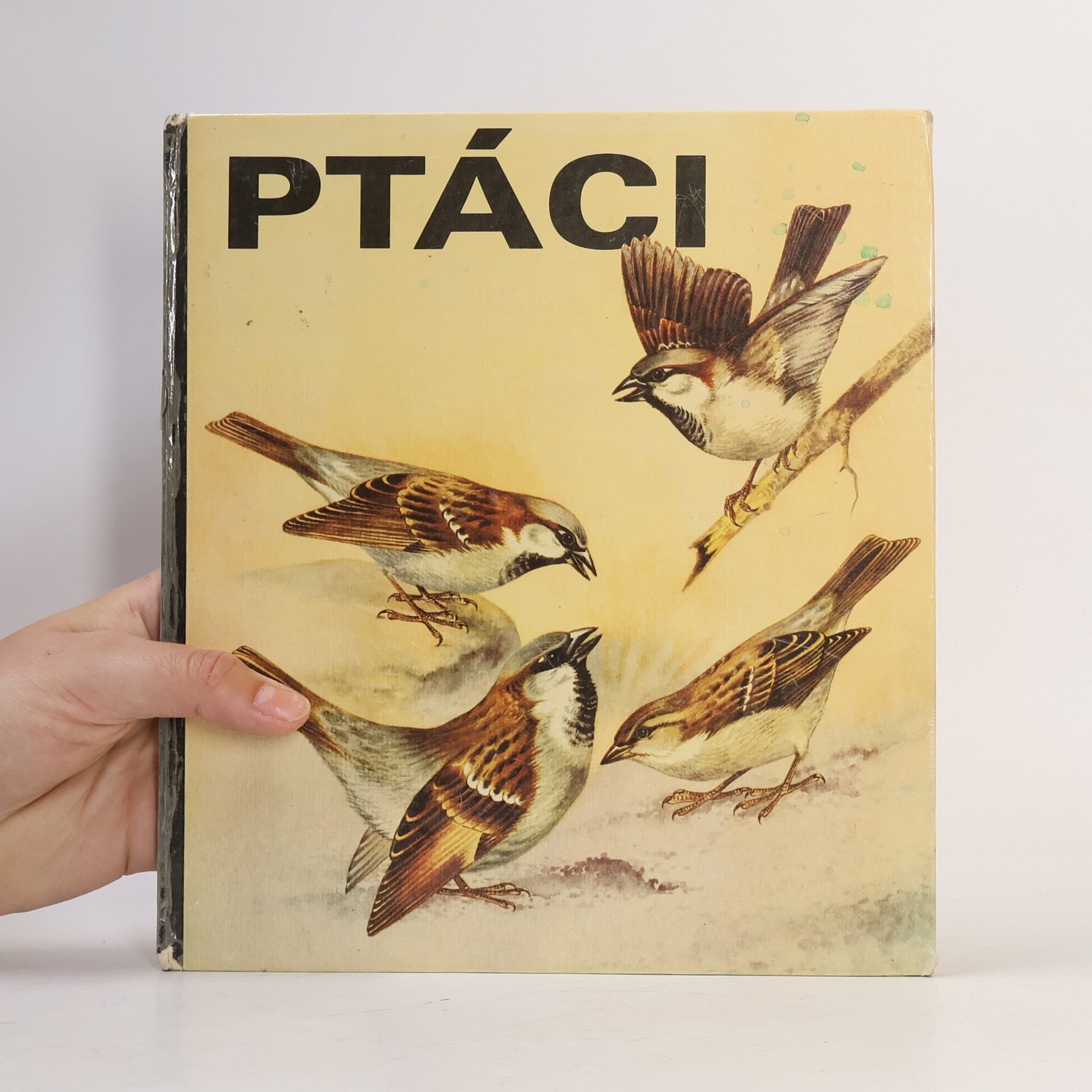Ulrich Creutz Ptáci