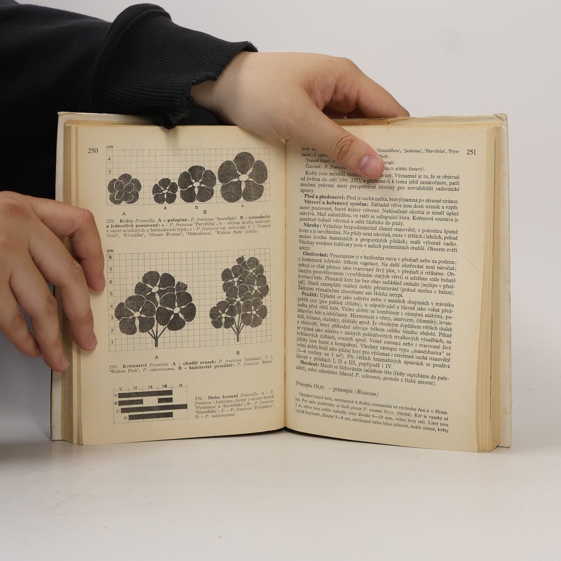 Karel Hieke Praktická dendrologie 2
