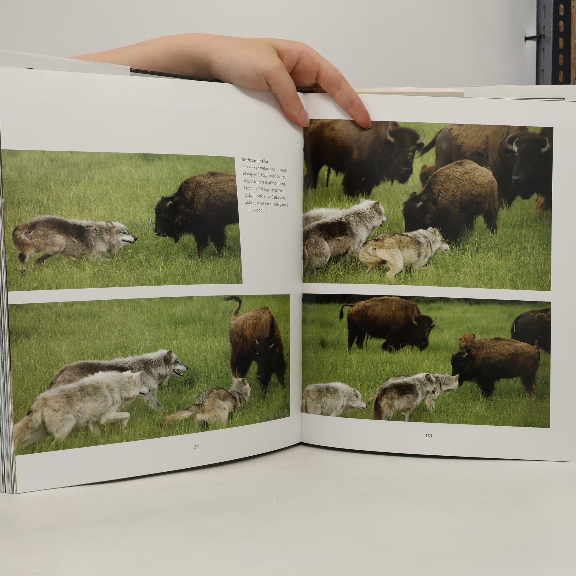 Shaun Ellis Vlk: Fascinující pohledy a fotografie budící obdiv
