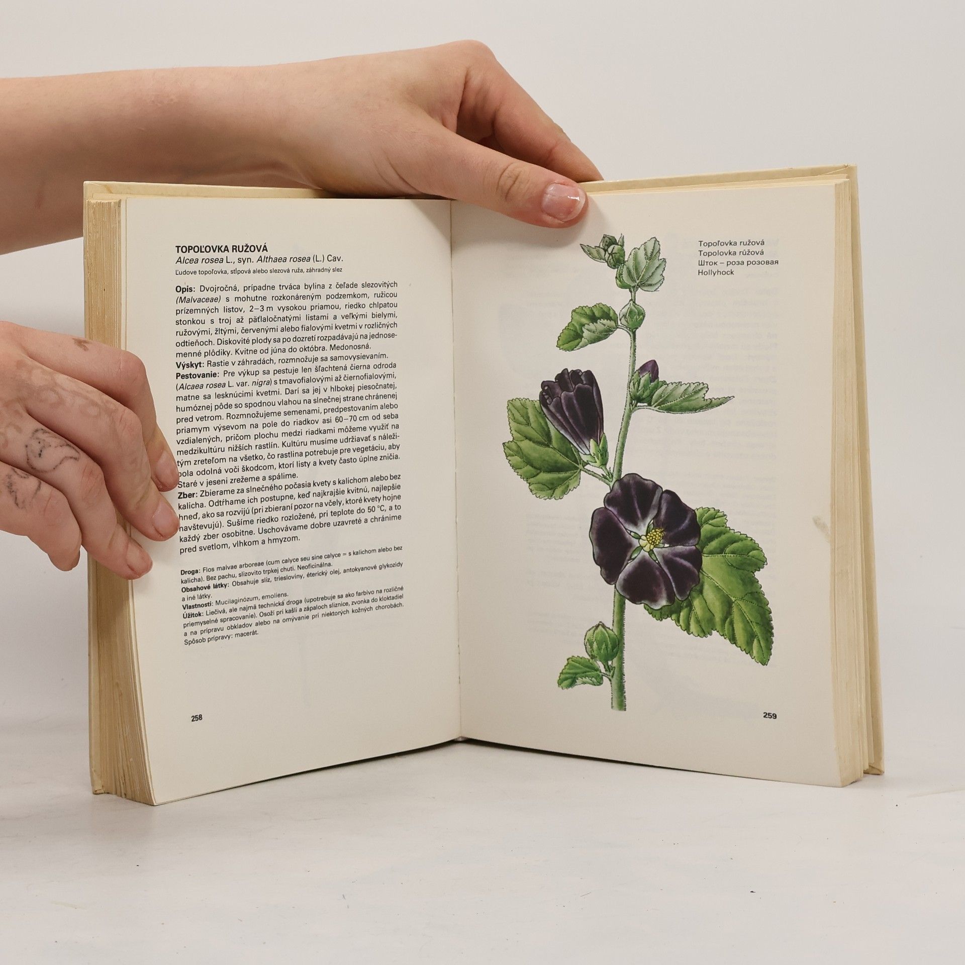 Ludmila Thurzová Malý atlas liečivých rastlín