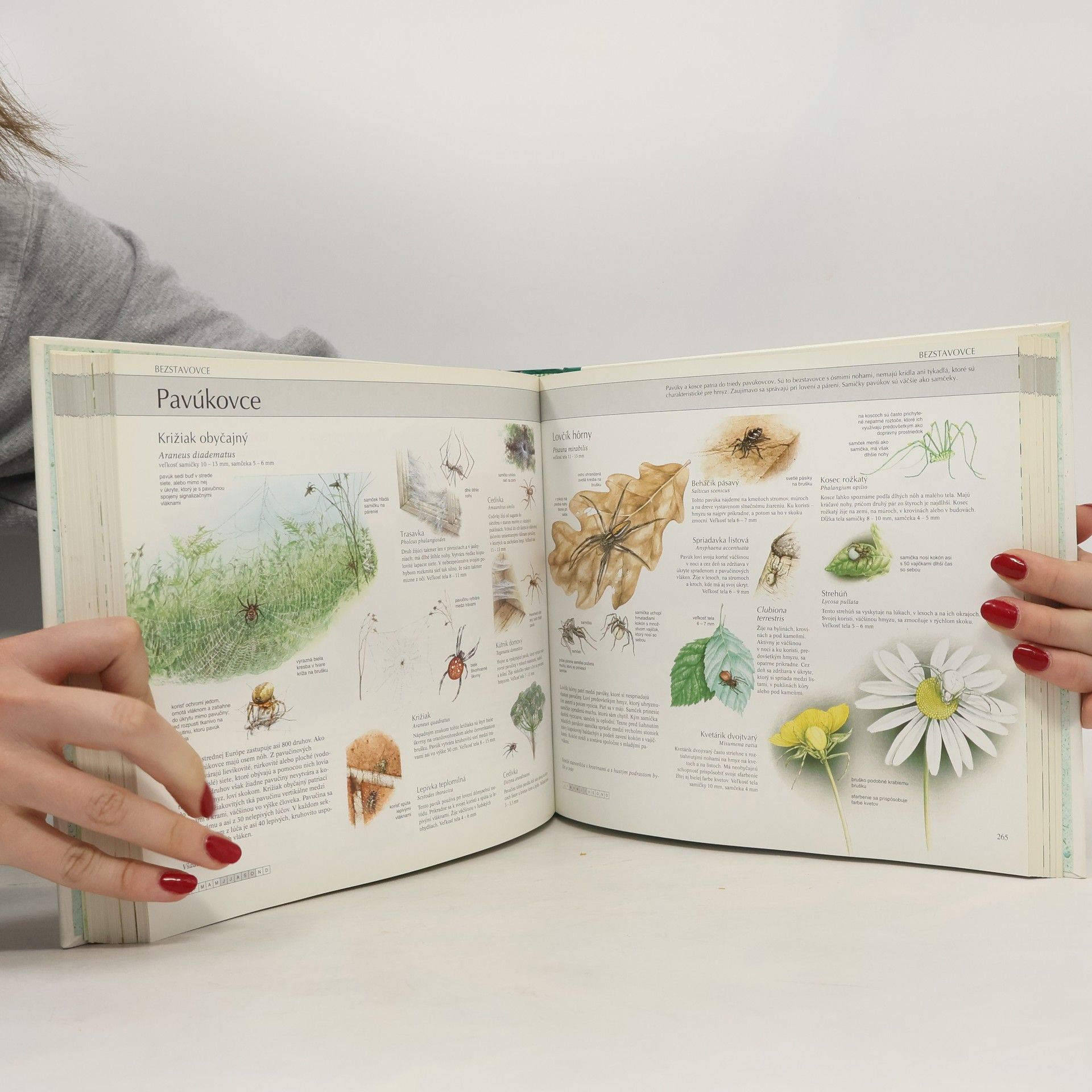 Collectif d'auteurs Naša príroda