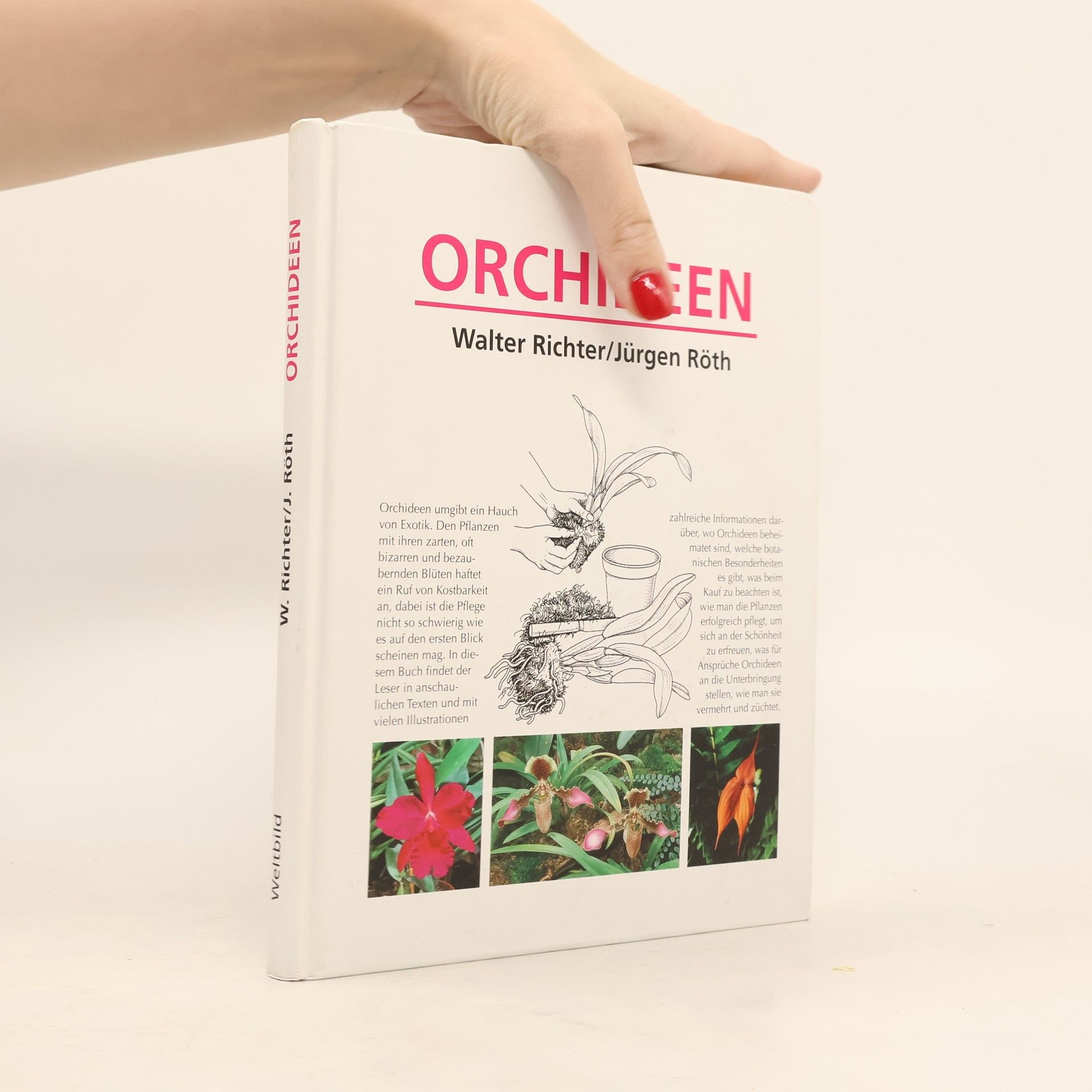 Orchideen