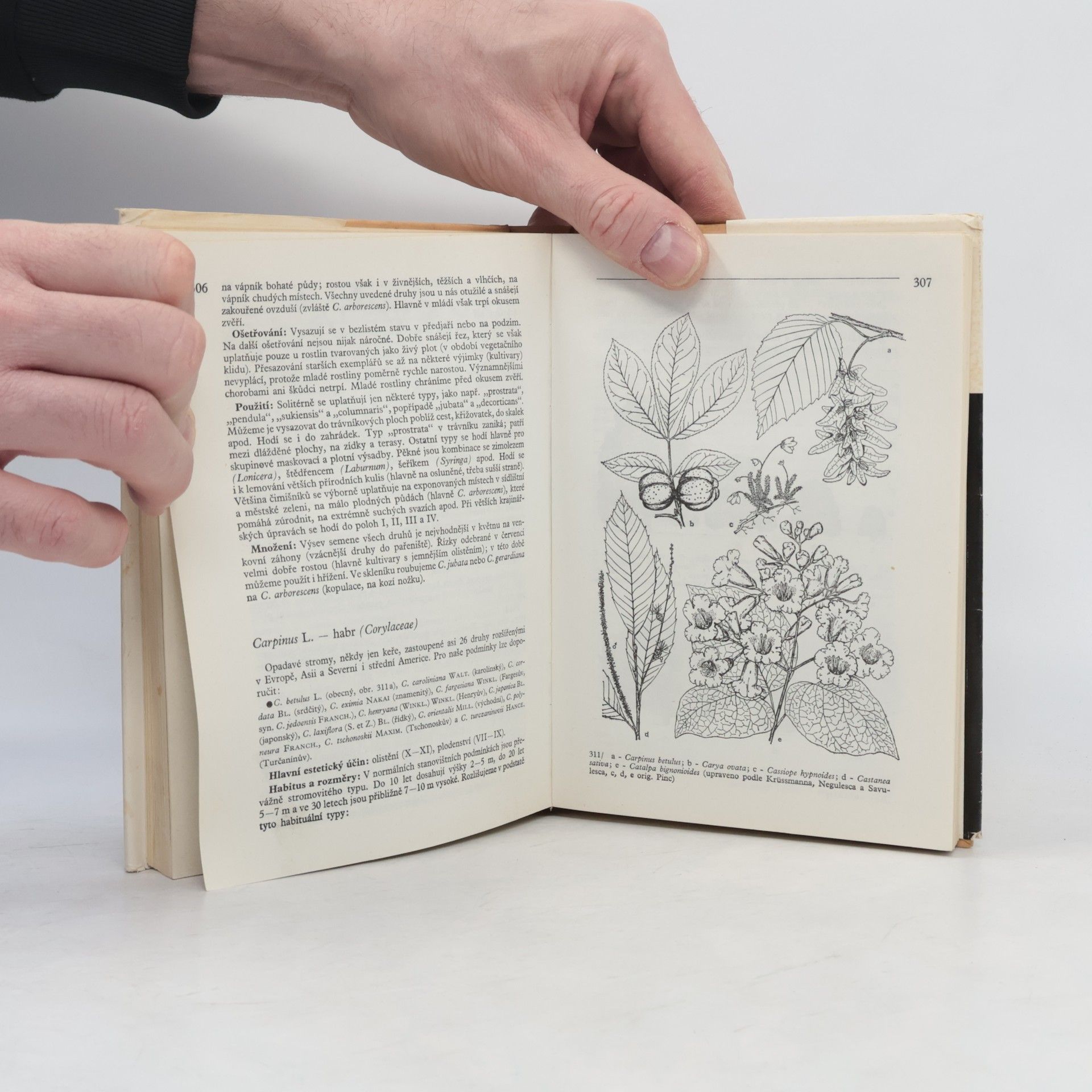 Karel Hieke Praktická dendrologie 1