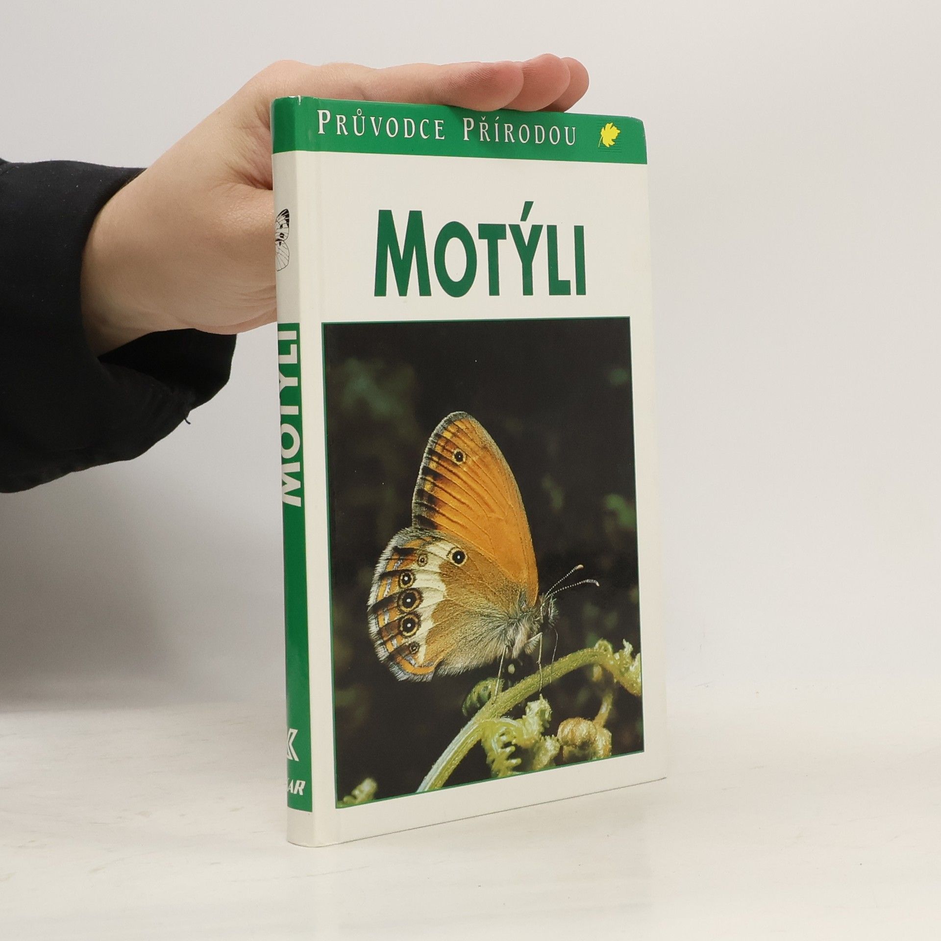 Motýli