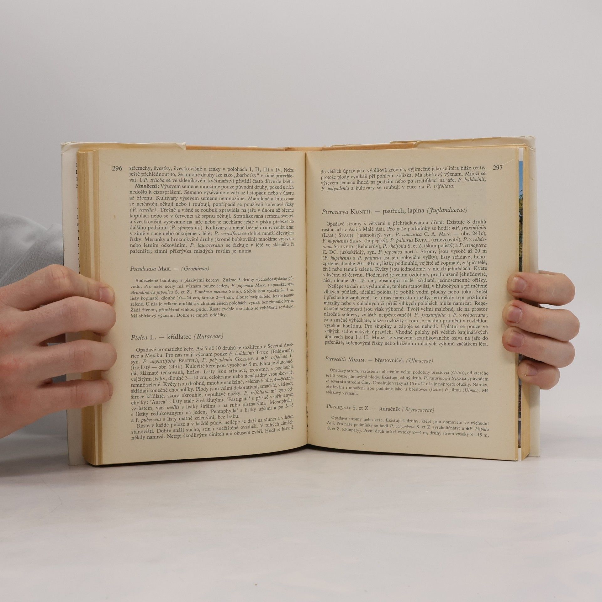 Karel Hieke Praktická dendrologie 2